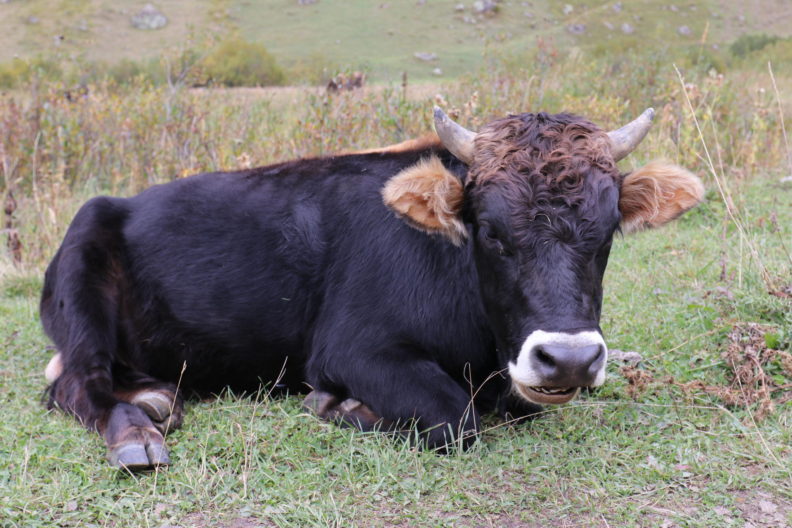 Грузия. Сванетия. Путешественник-фотограф из Санкт-Петербурга Татьяна Свистулина