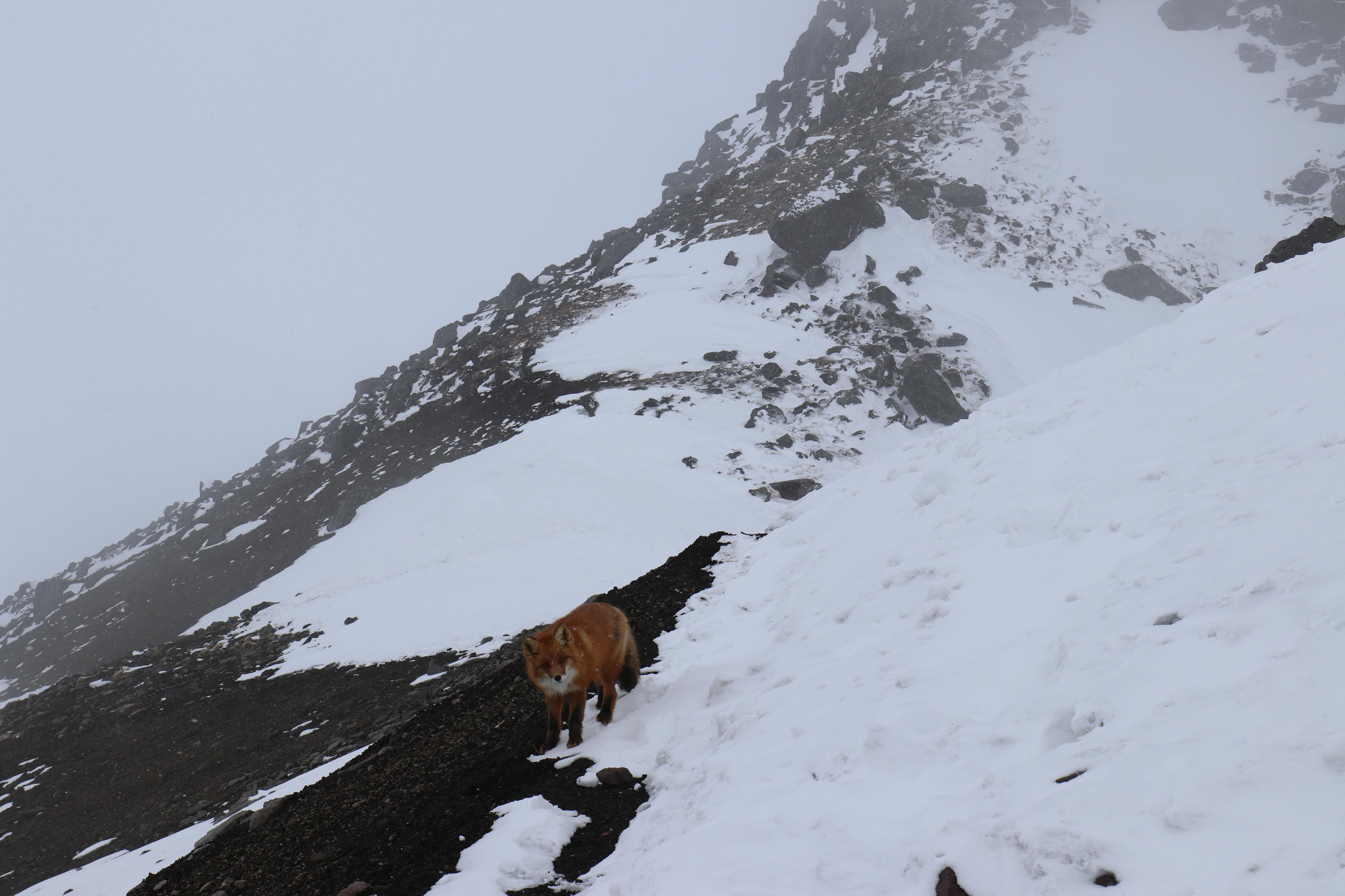 Камчатка. Май 2017. Путешественник-фотограф из Санкт-Петербурга Татьяна Свистулина
