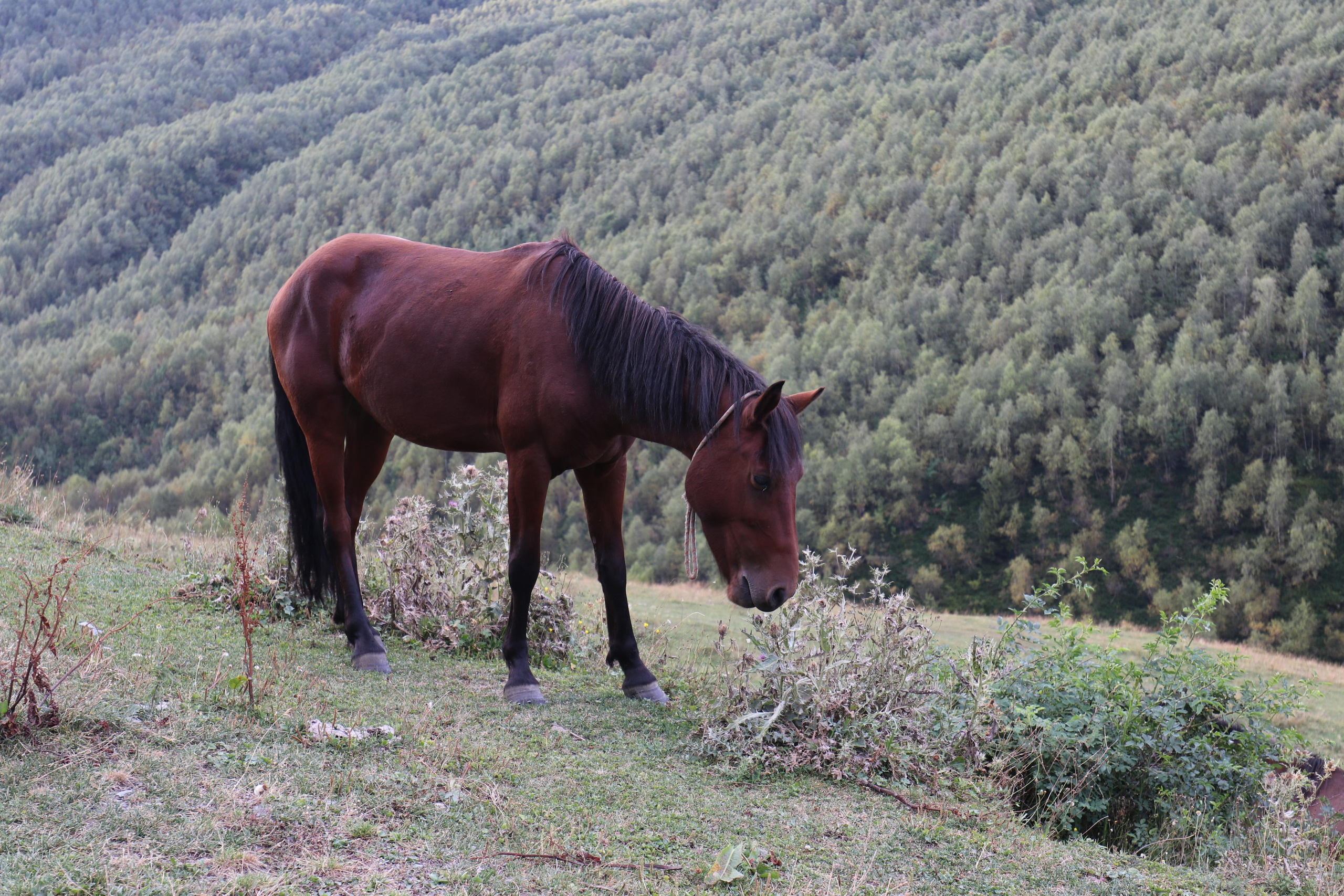 Грузия. Сванетия. Путешественник-фотограф из Санкт-Петербурга Татьяна Свистулина