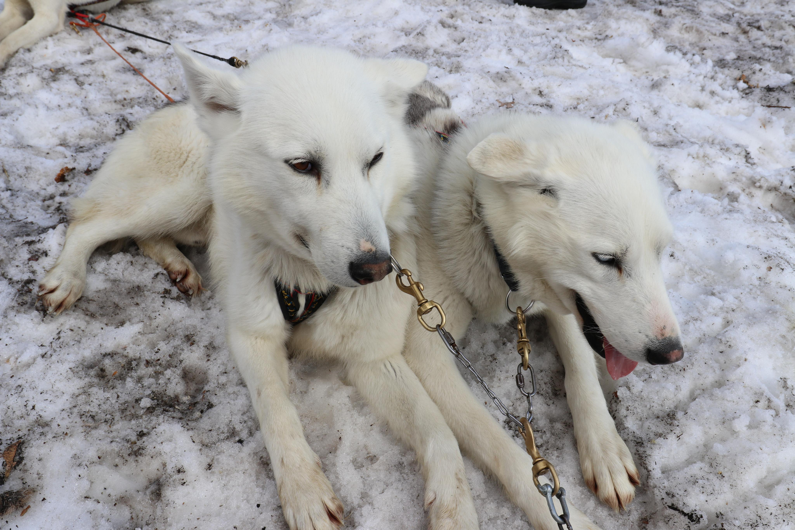 Камчатка. Май 2017. Путешественник-фотограф из Санкт-Петербурга Татьяна Свистулина