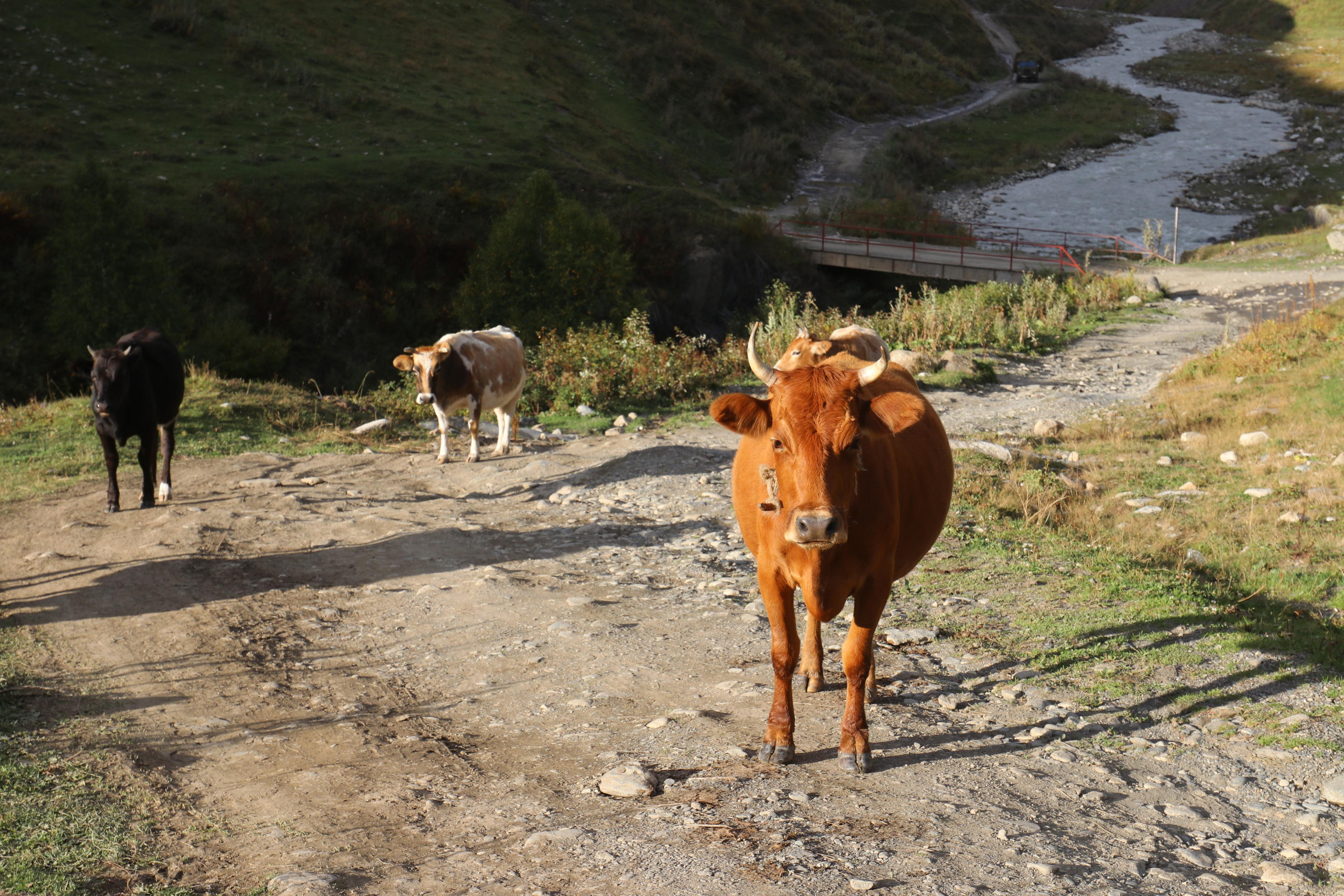 Грузия. Сванетия. Путешественник-фотограф из Санкт-Петербурга Татьяна Свистулина