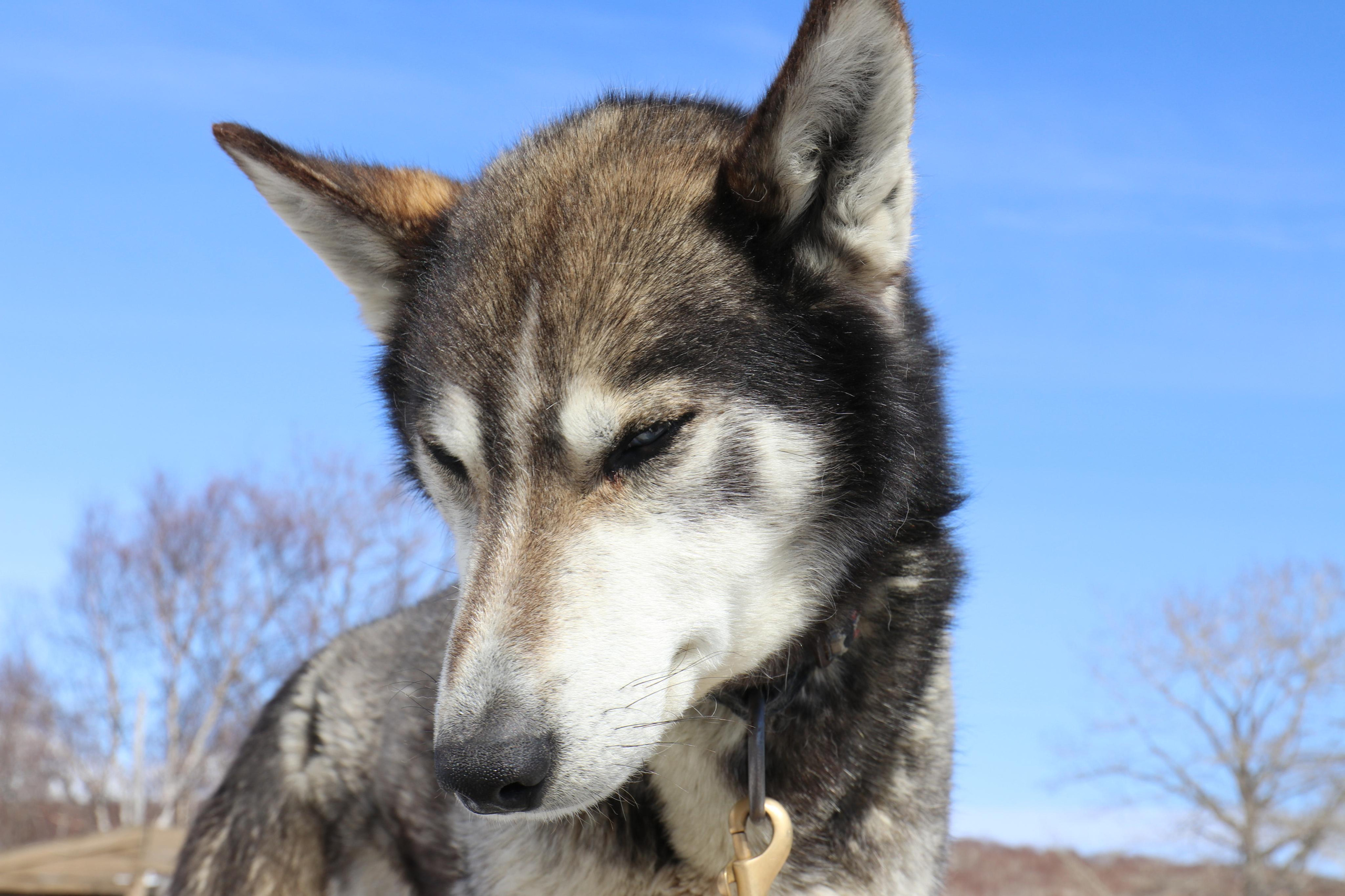 Хаски, наверно, одна из самых очаровательных пород собакенов)