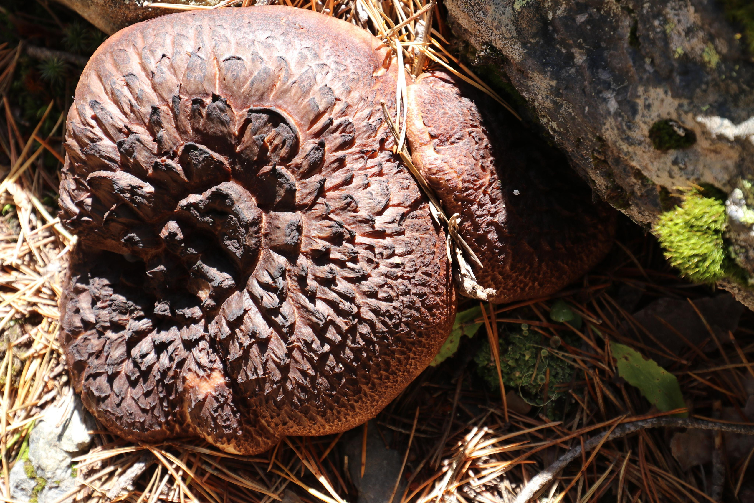 Приэльбрусье. Путешественник-фотограф из Санкт-Петербурга Татьяна Свистулина