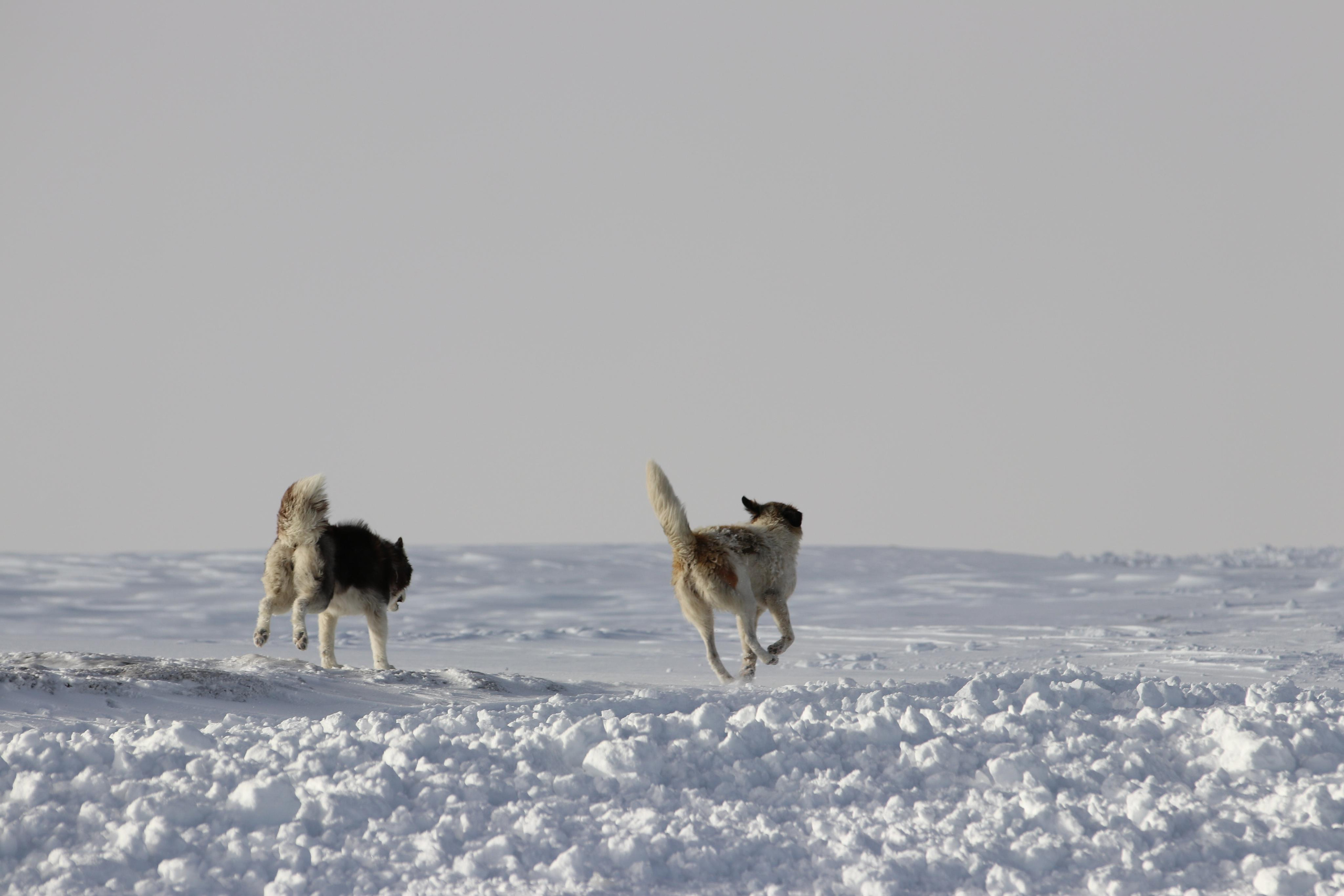 Приэльбрусье. Путешественник-фотограф из Санкт-Петербурга Татьяна Свистулина
