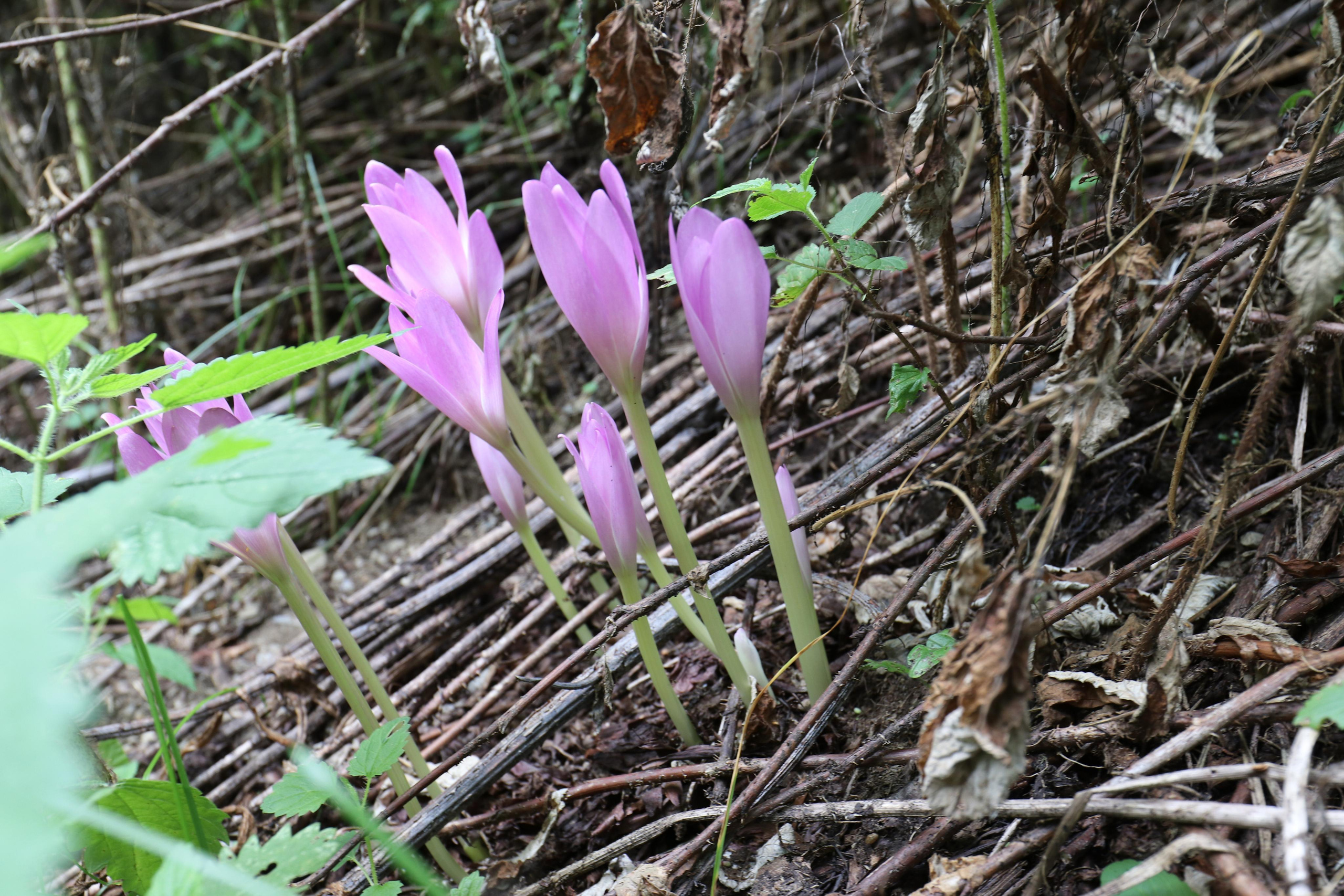 Грузия. Сванетия. Путешественник-фотограф из Санкт-Петербурга Татьяна Свистулина