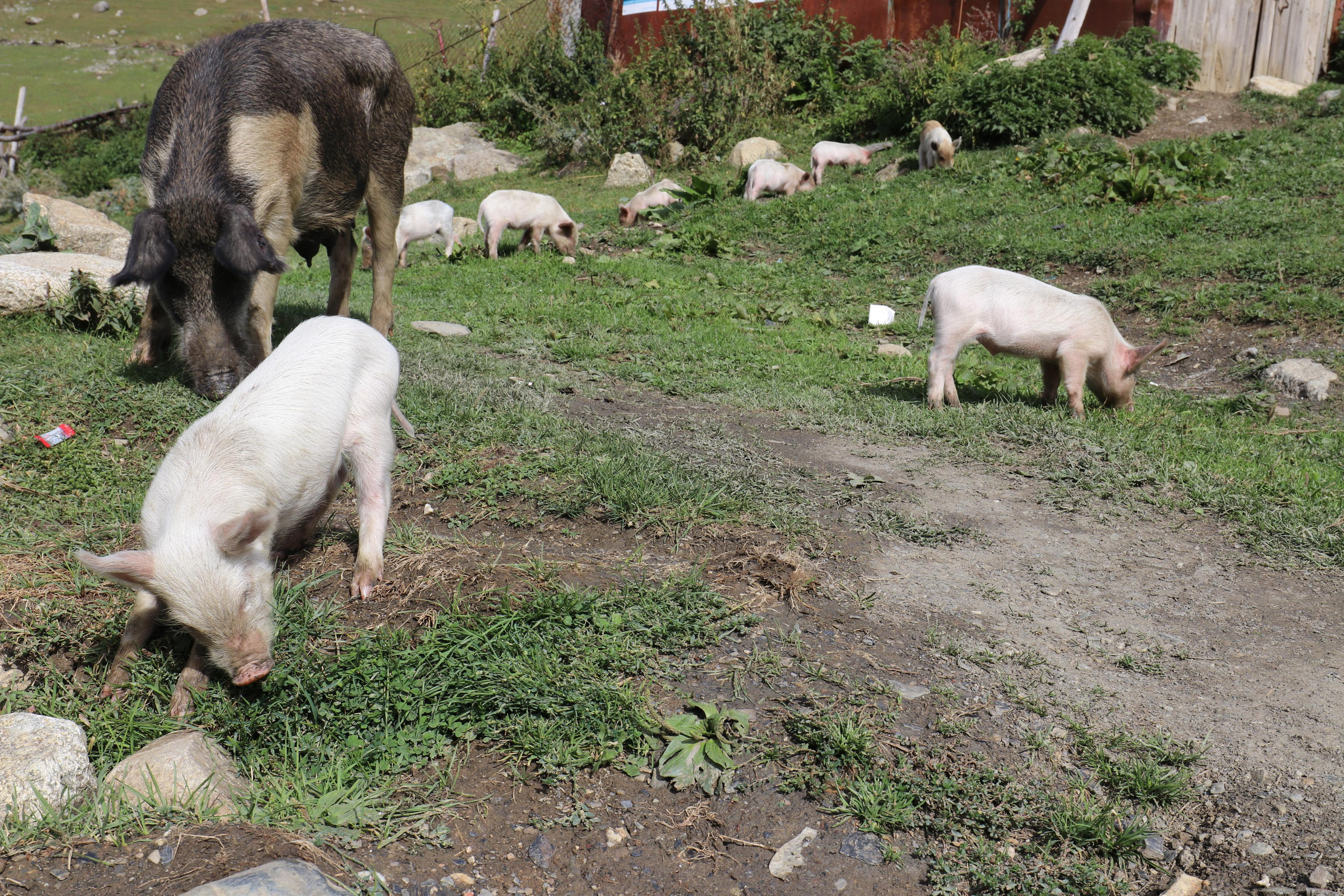 Грузия. Сванетия. Путешественник-фотограф из Санкт-Петербурга Татьяна Свистулина