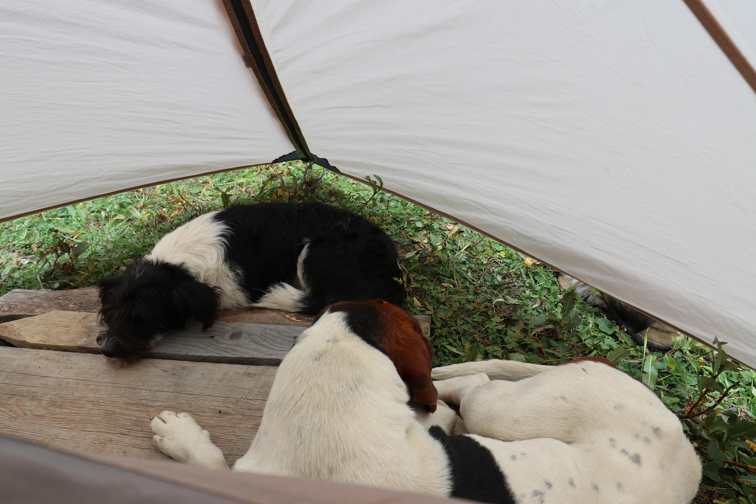 Пупсик и Привереда)