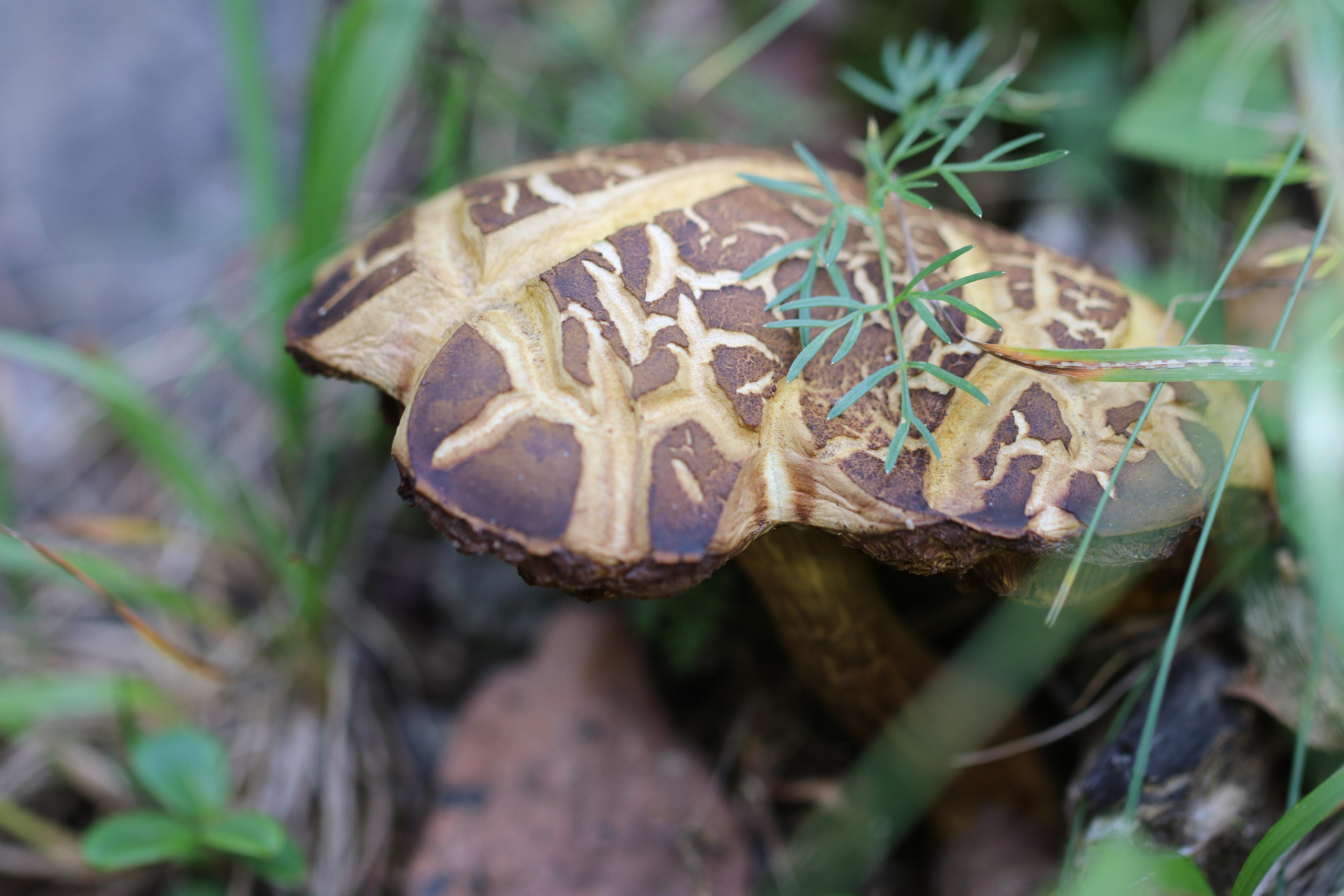 Приэльбрусье. Путешественник-фотограф из Санкт-Петербурга Татьяна Свистулина