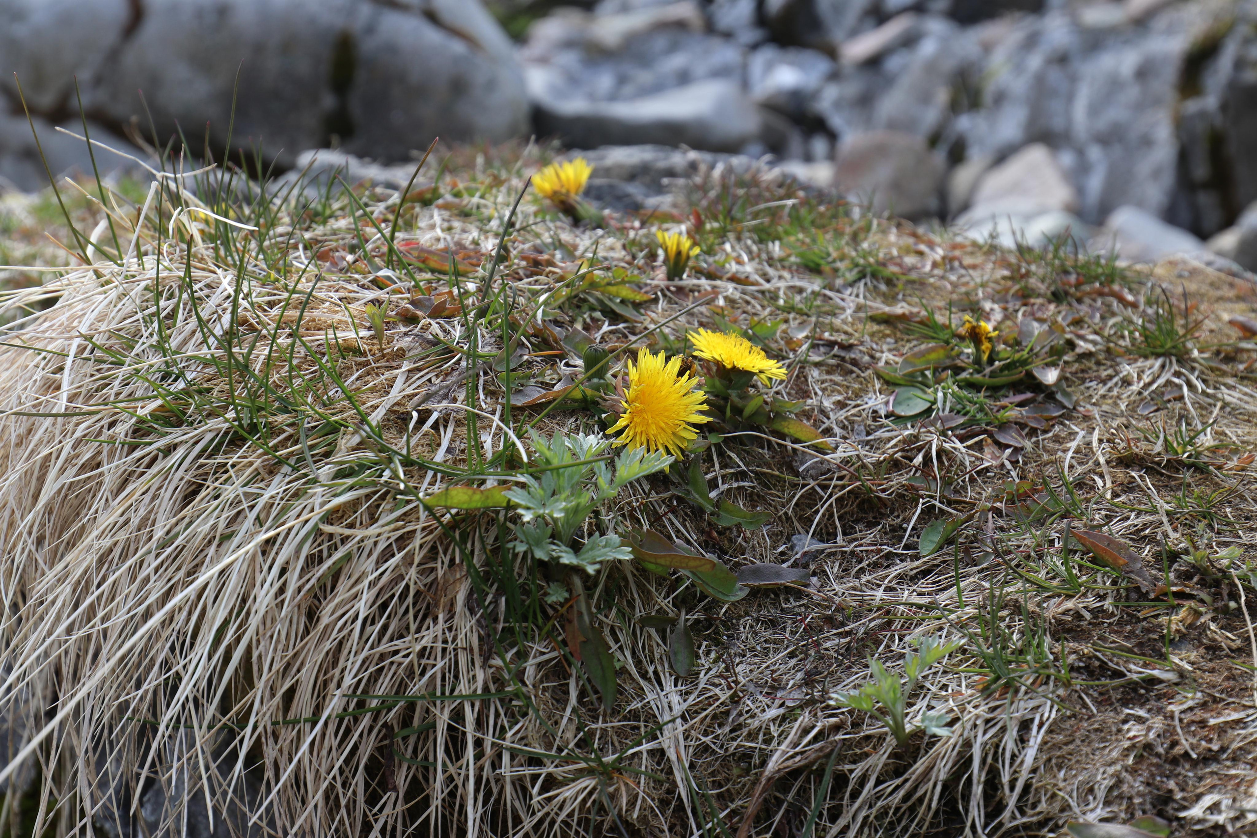 Первые весенние цветы