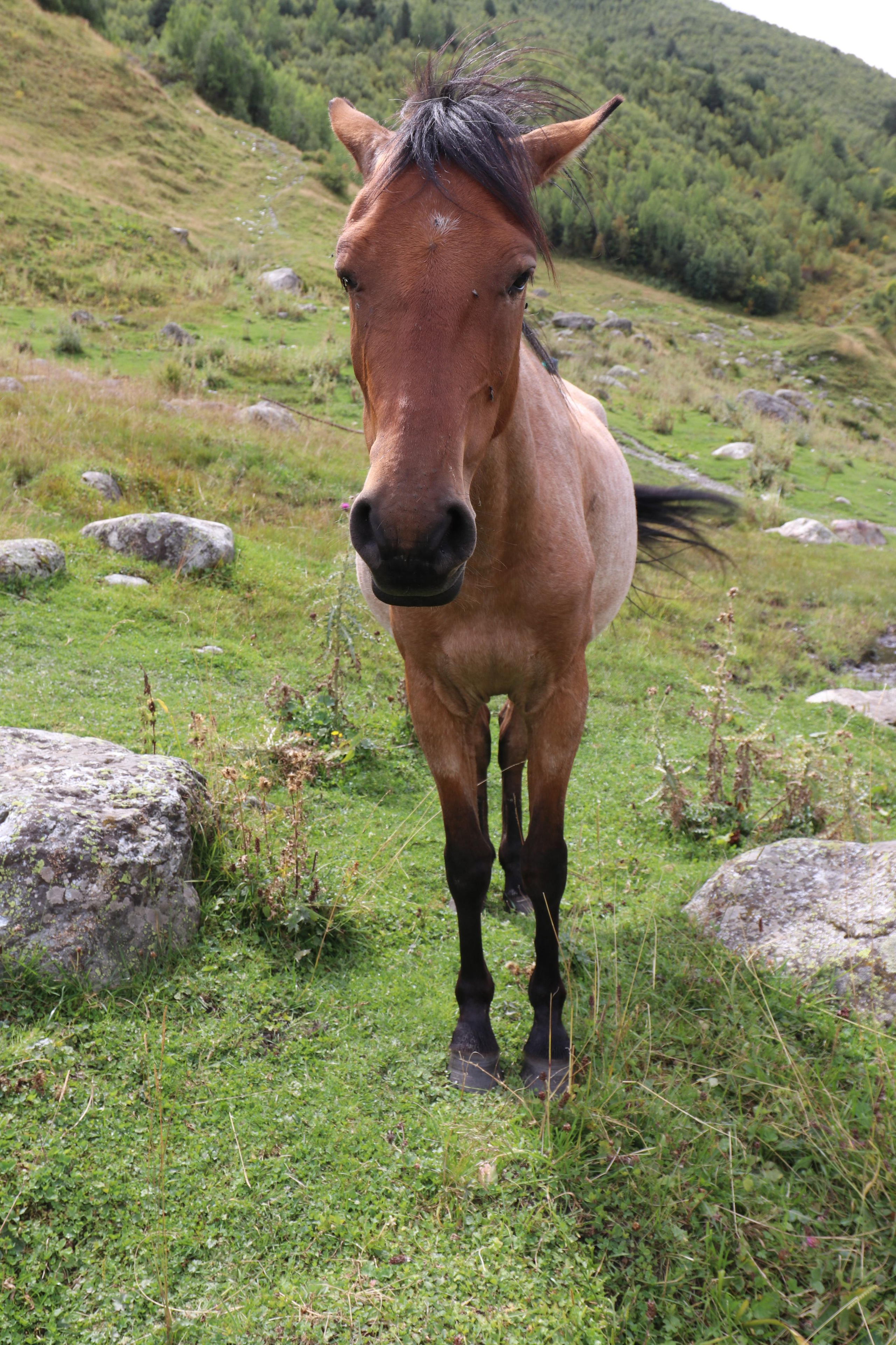 Грузия. Сванетия. Путешественник-фотограф из Санкт-Петербурга Татьяна Свистулина