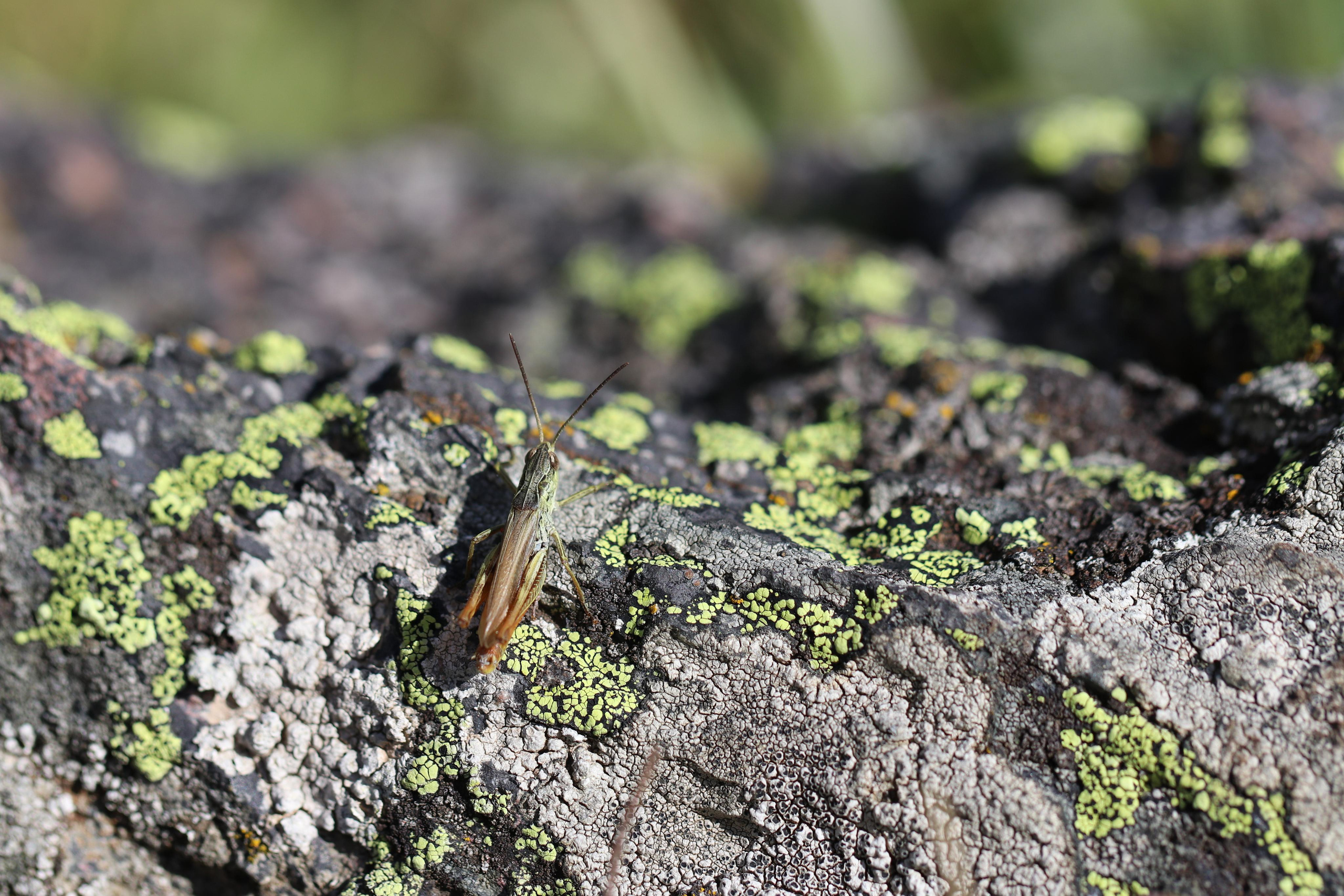Приэльбрусье. Путешественник-фотограф из Санкт-Петербурга Татьяна Свистулина