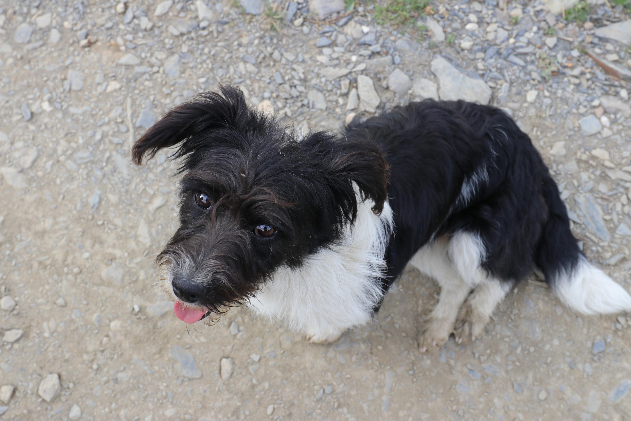 Наш проводник по имени Пупсик