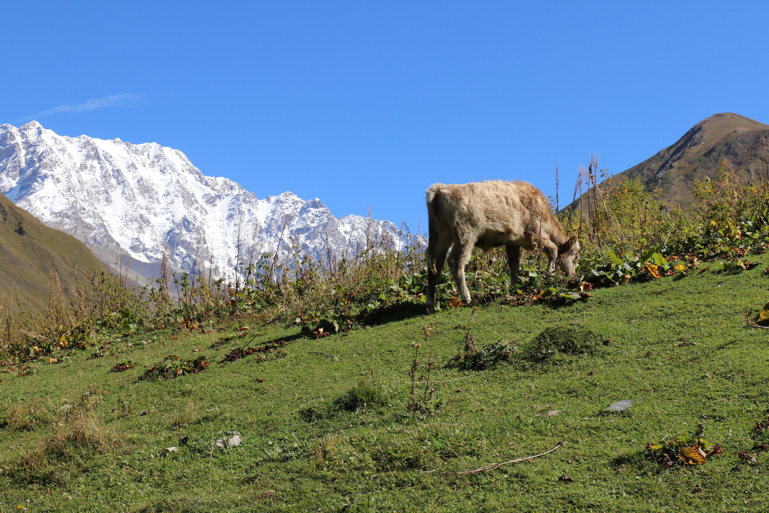 Грузия. Сванетия. Путешественник-фотограф из Санкт-Петербурга Татьяна Свистулина