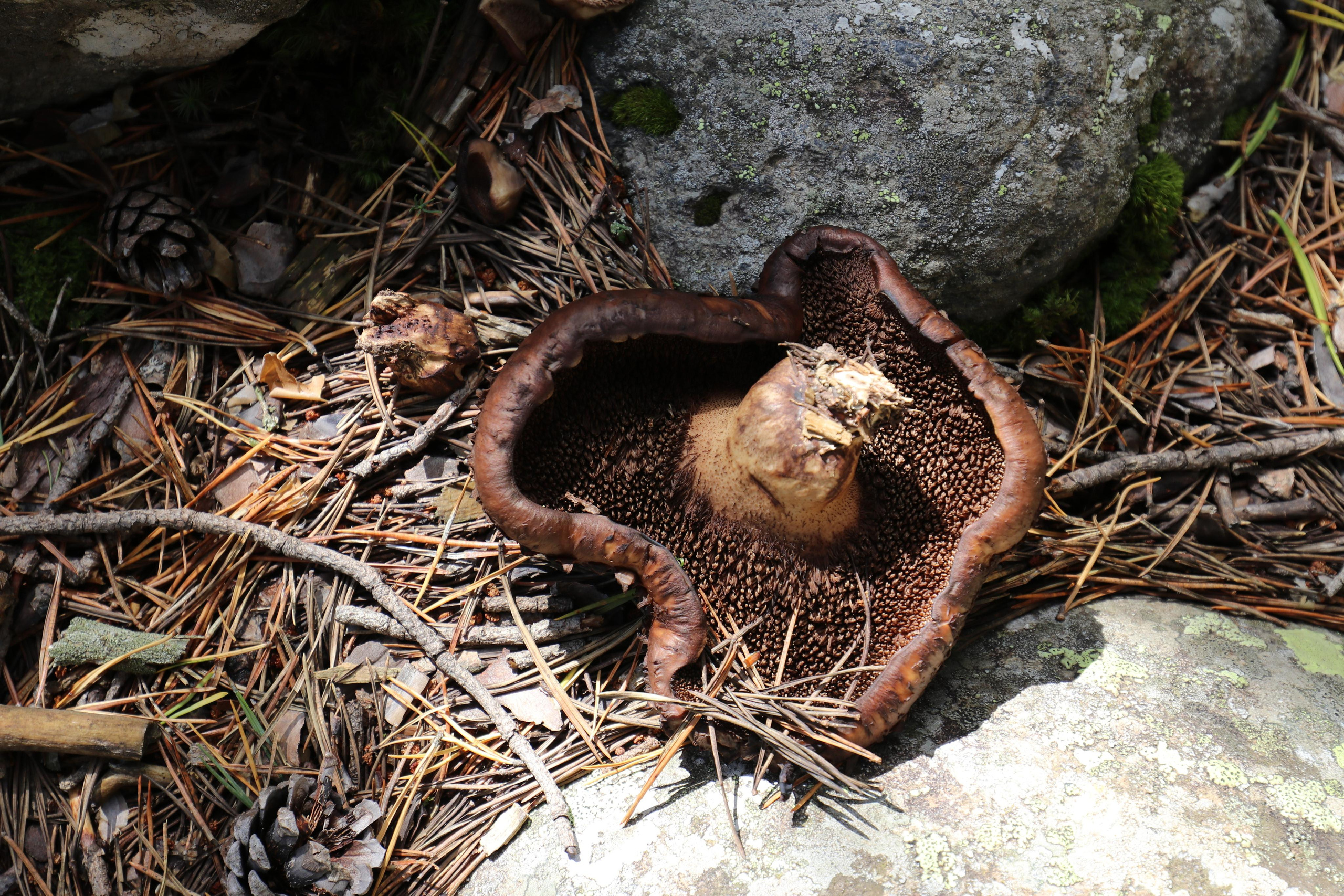 Приэльбрусье. Путешественник-фотограф из Санкт-Петербурга Татьяна Свистулина