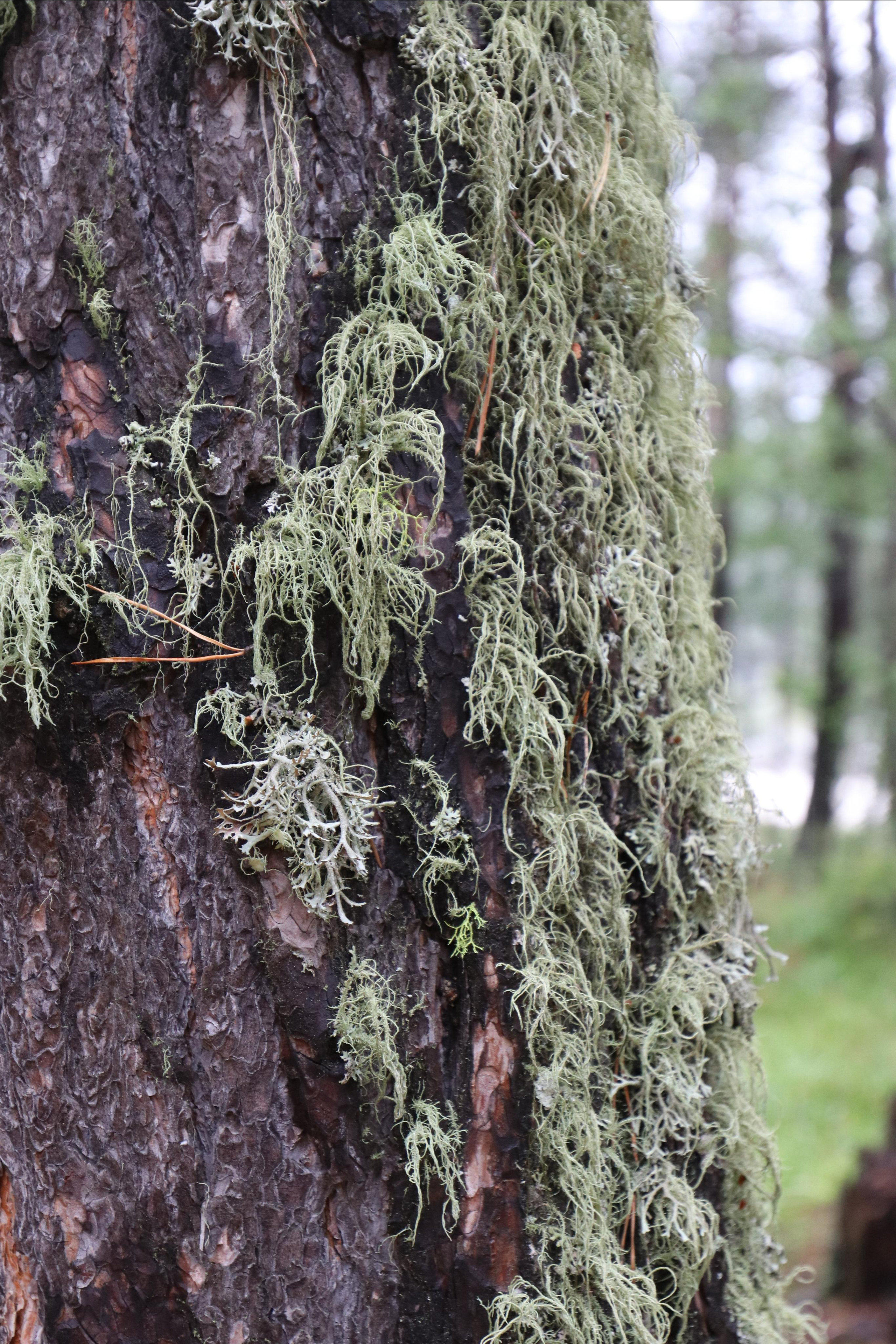 Приэльбрусье. Путешественник-фотограф из Санкт-Петербурга Татьяна Свистулина