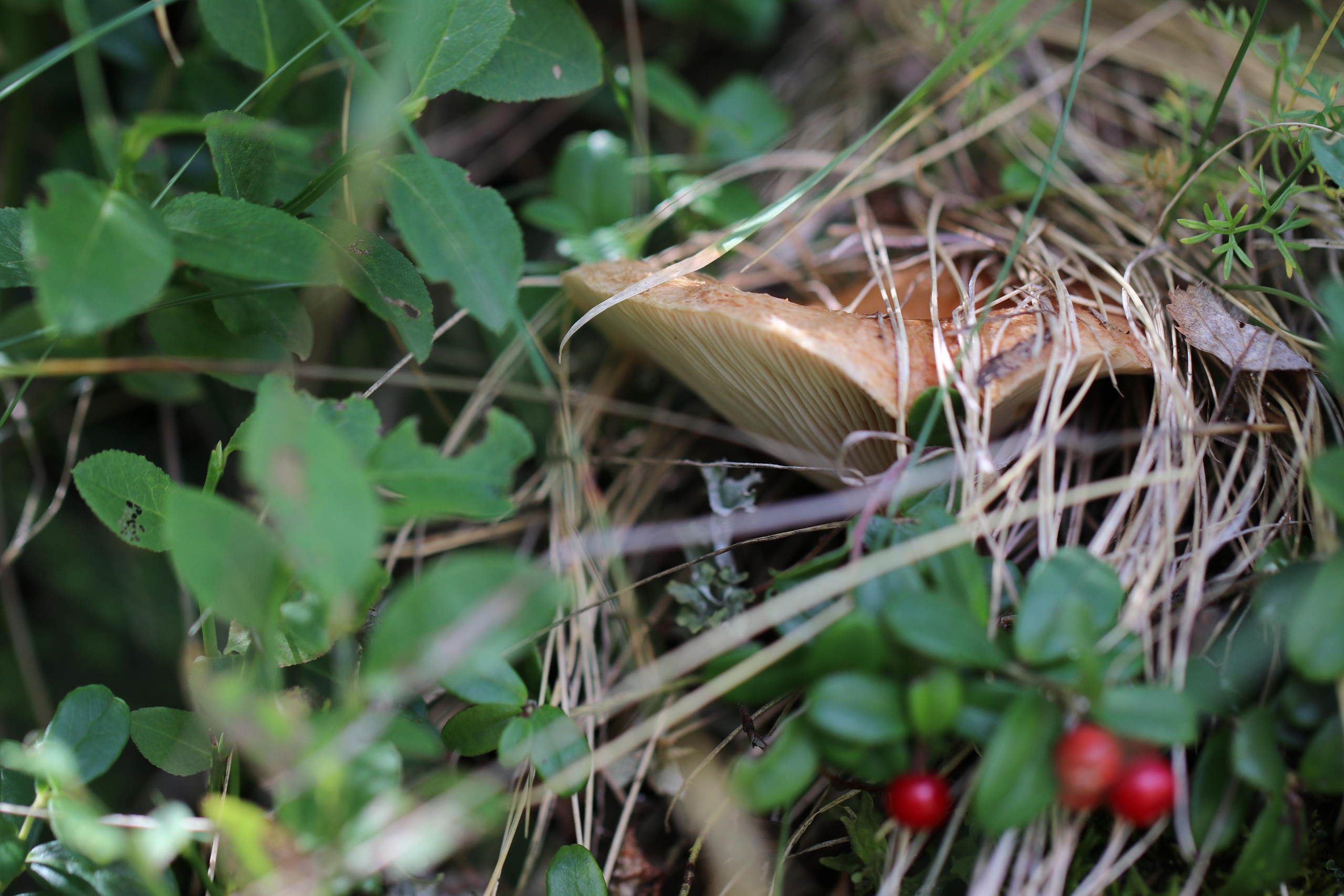 Приэльбрусье. Путешественник-фотограф из Санкт-Петербурга Татьяна Свистулина