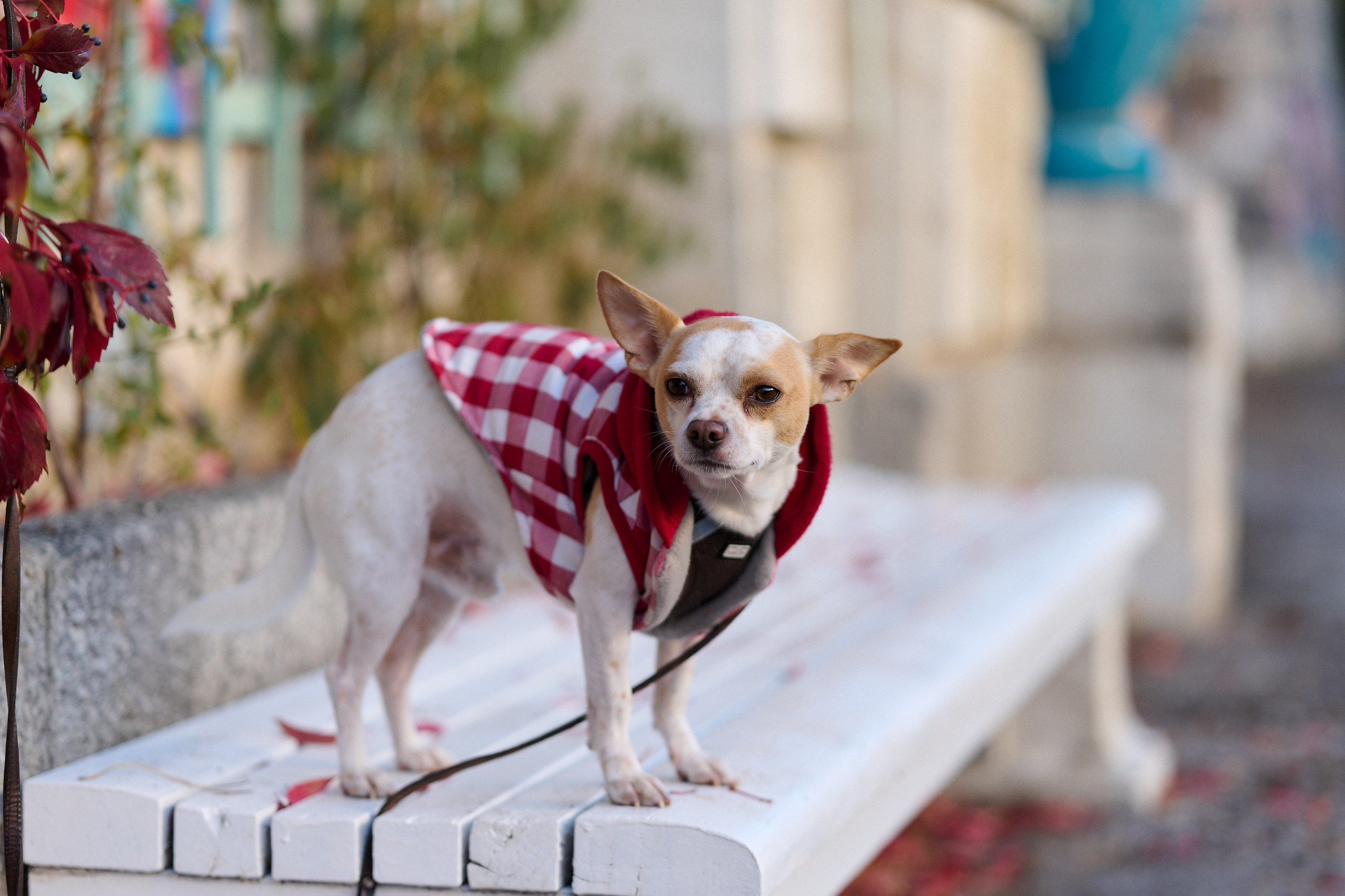Autumn Portraits with Margaretha — Art Samara Photography. Nikolay Samara — Portrait, Lifestyle, Event & Work and Sport Photography in Bratislava