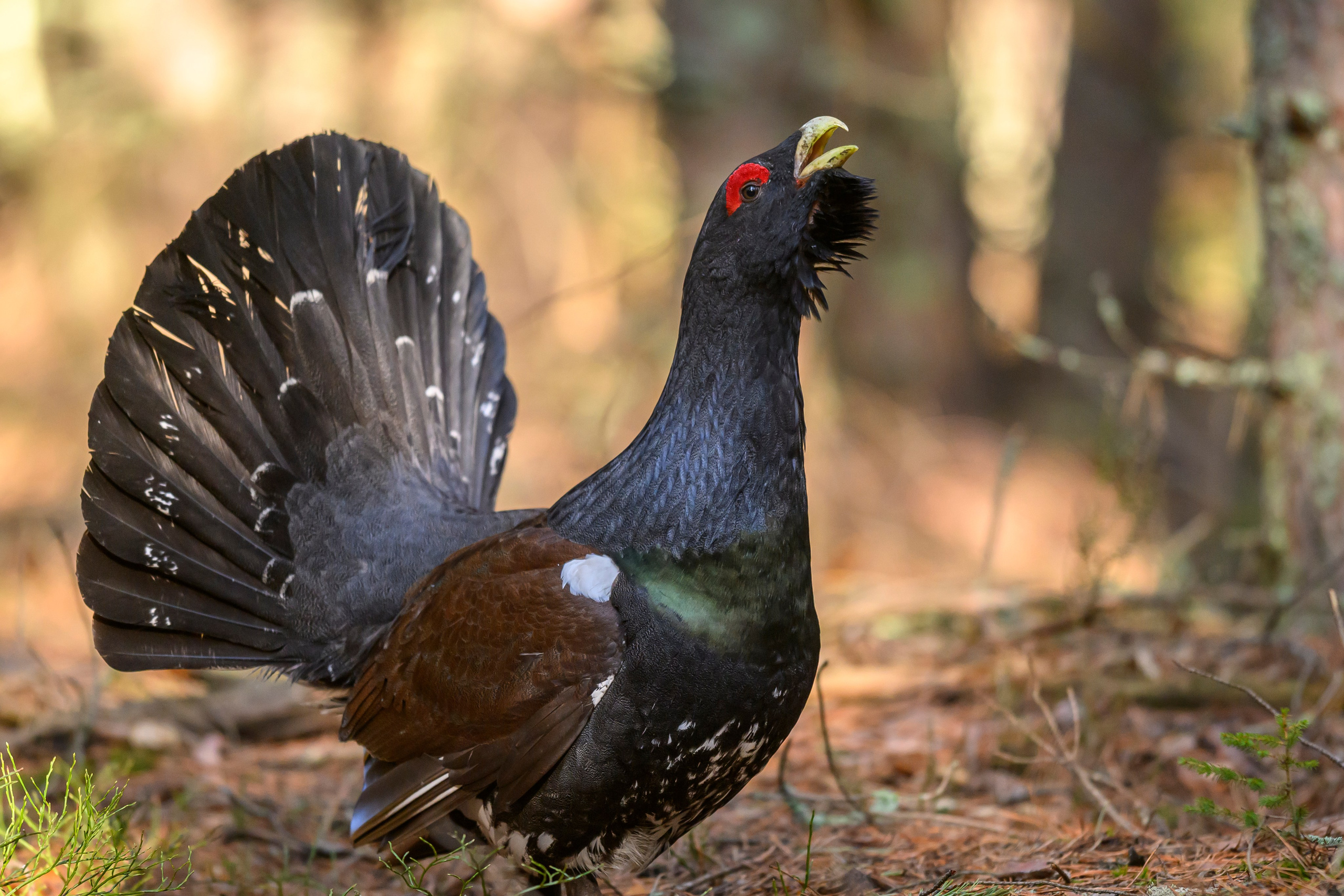 Глухарь / Wood grouse. Фотограф Сергей Пупонин