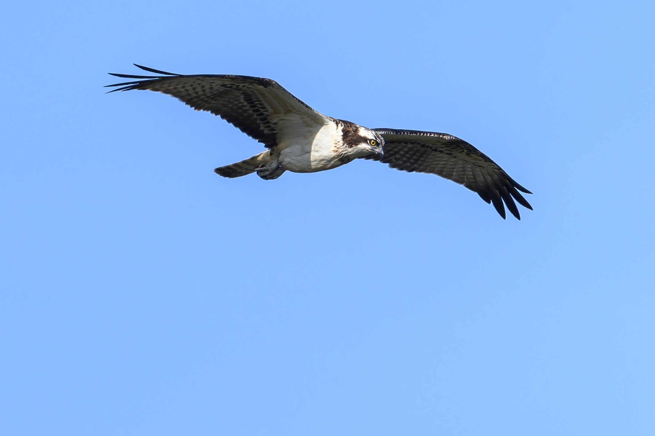 Скопа и канюк. The Osprey and the Buzzard. Фотограф Сергей Пупонин