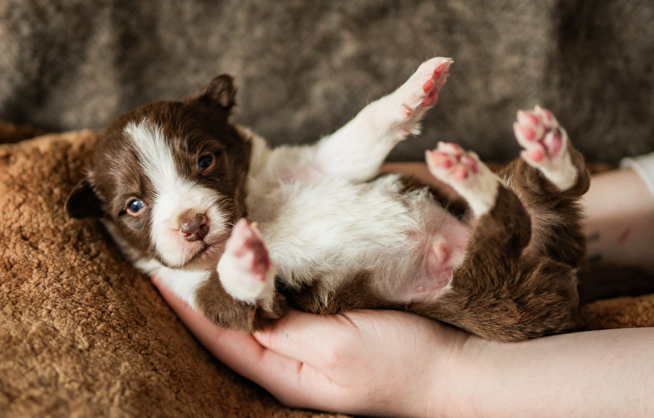 Фритсвит. Семейный фотограф Ефремова Виктория