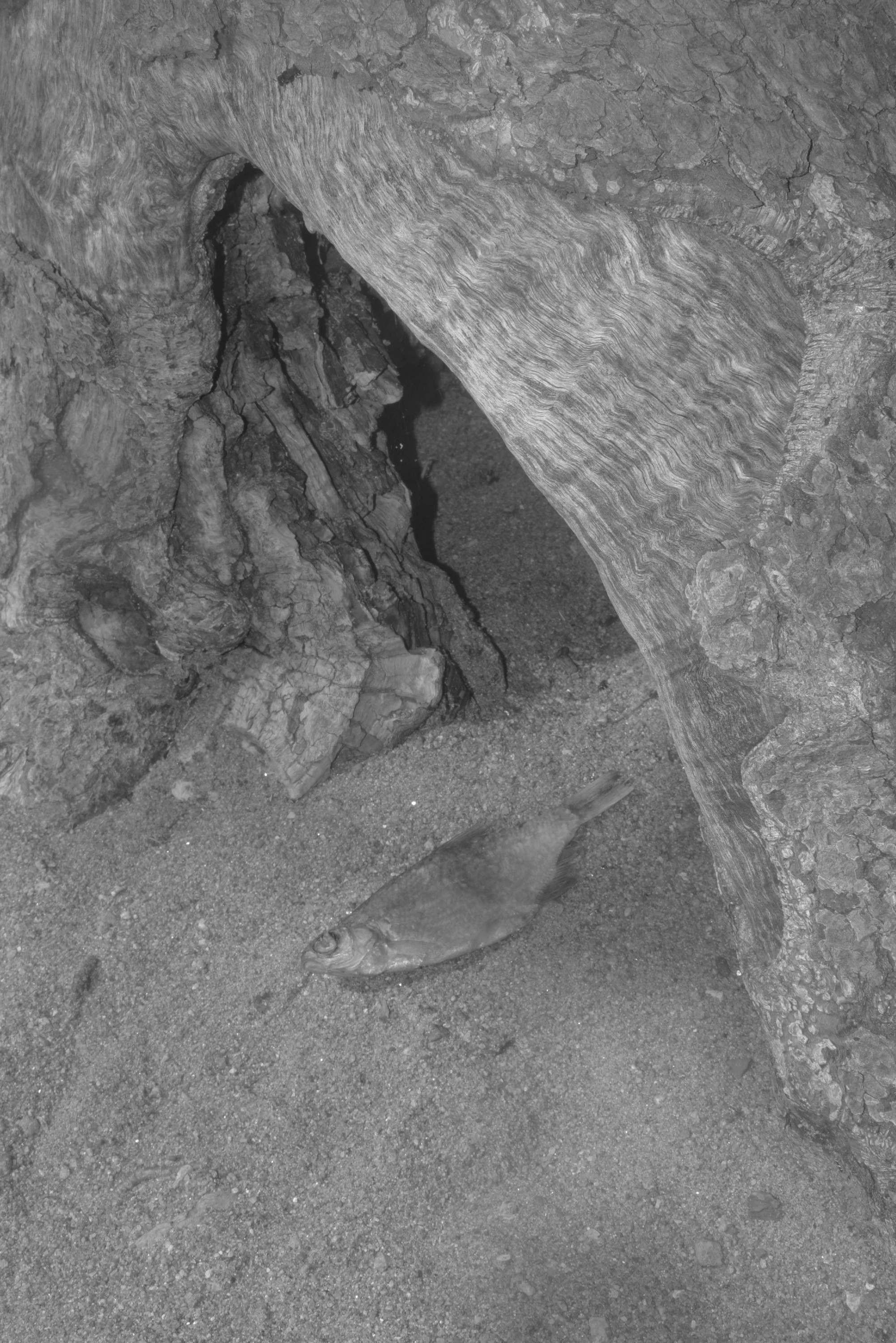 About fish. Maria Pilkevich