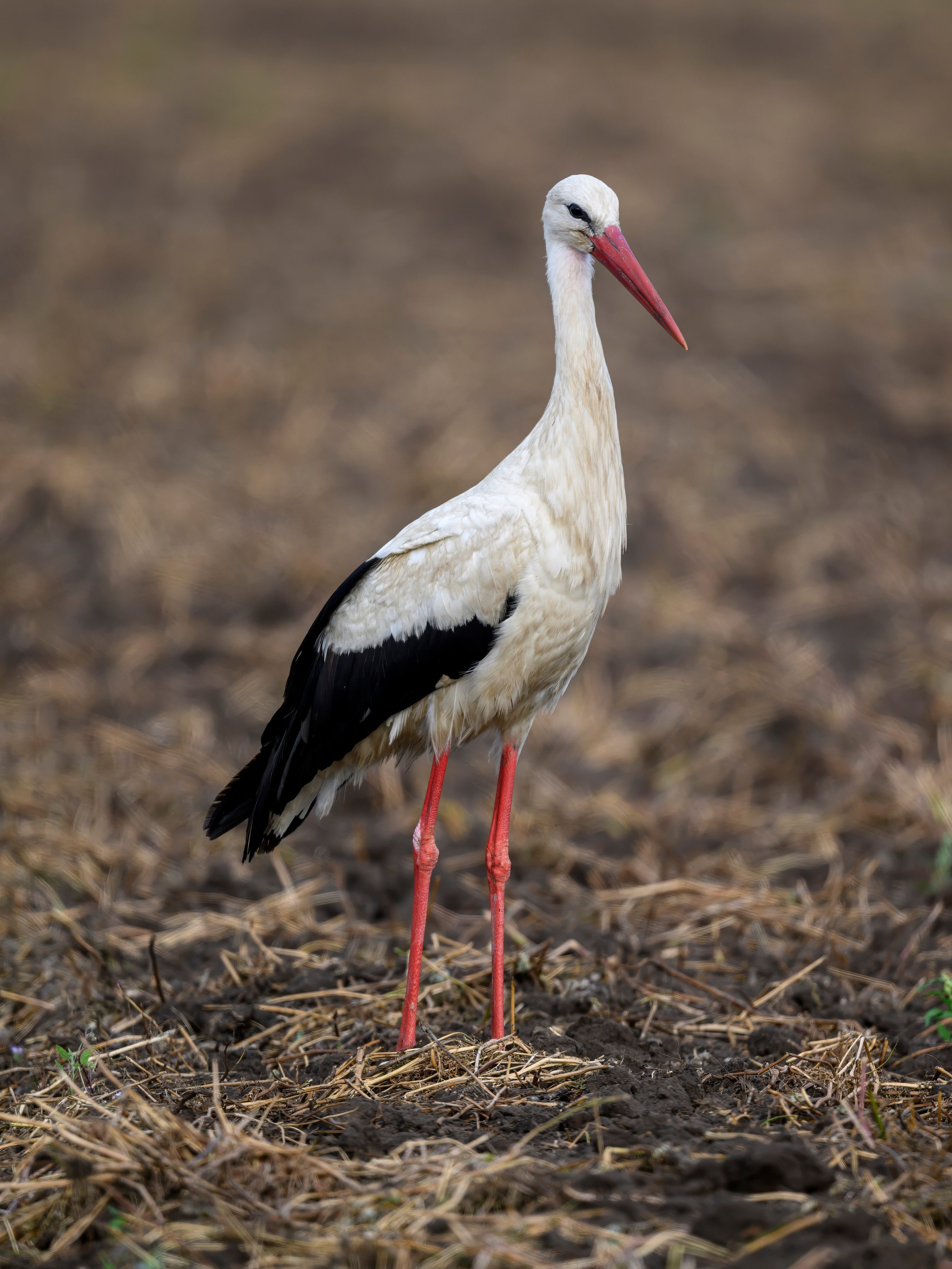 Совы и аисты. Owls and Storks. Wildlife photography by Sergey Puponin