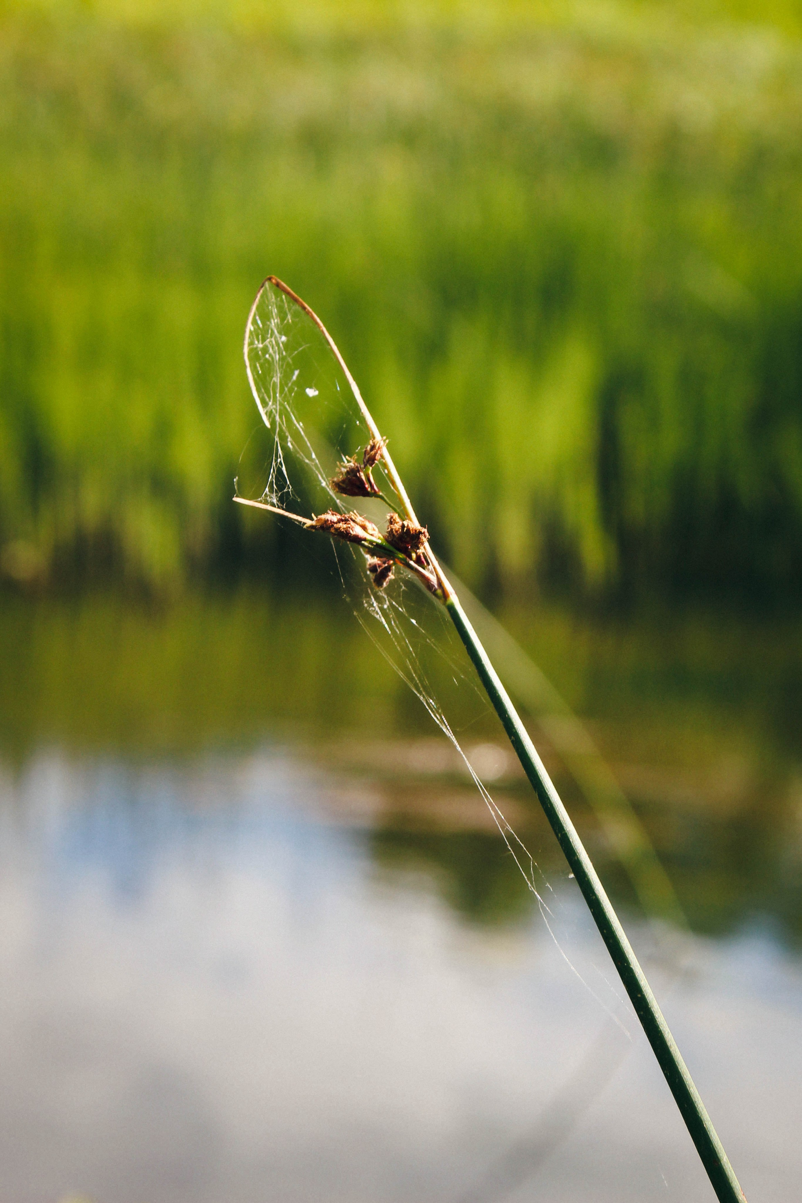 Дер. Климово, пос. Мирный. Фотограф Ксения Монахова