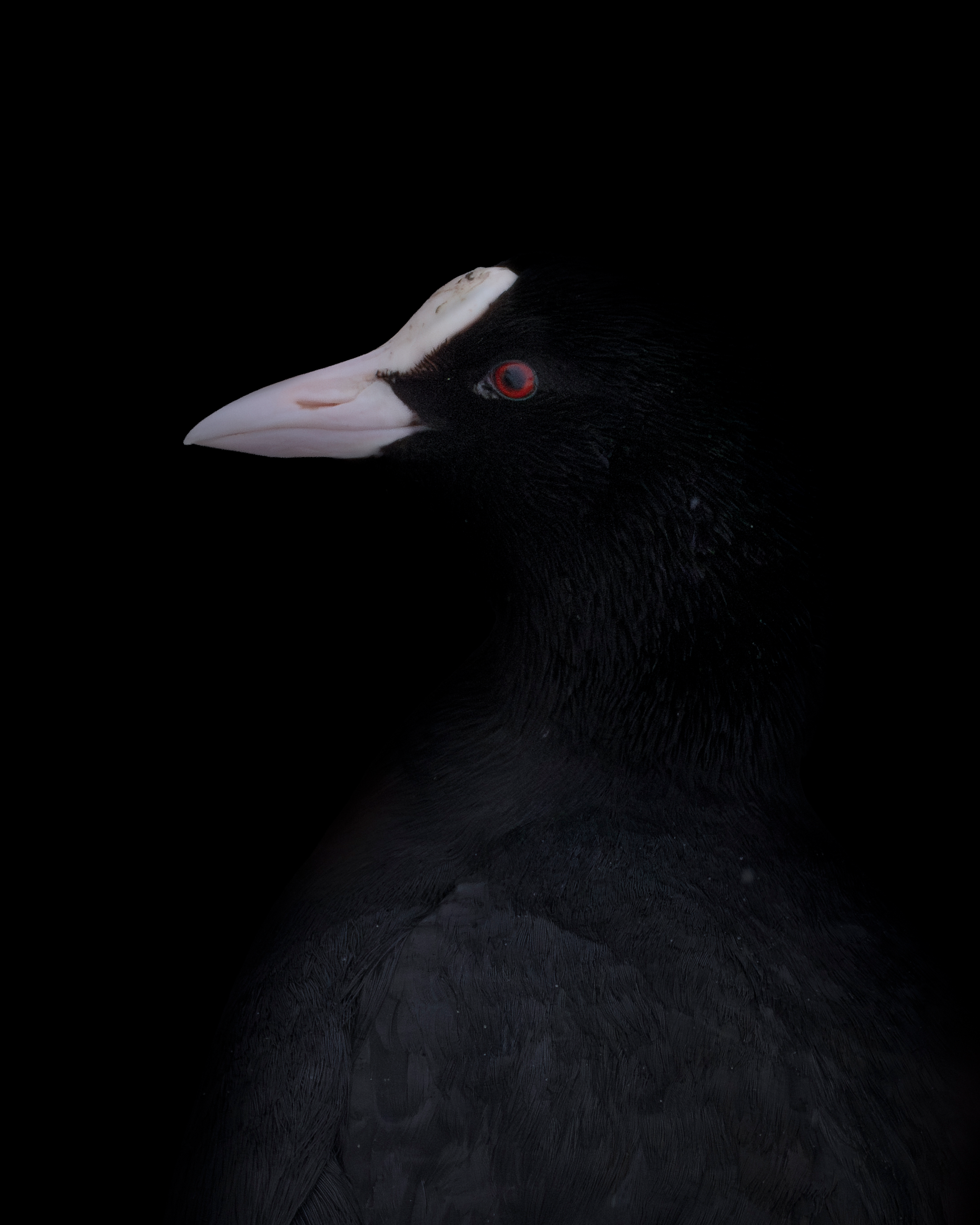 Фотограф дикой природы Роман Исаенков