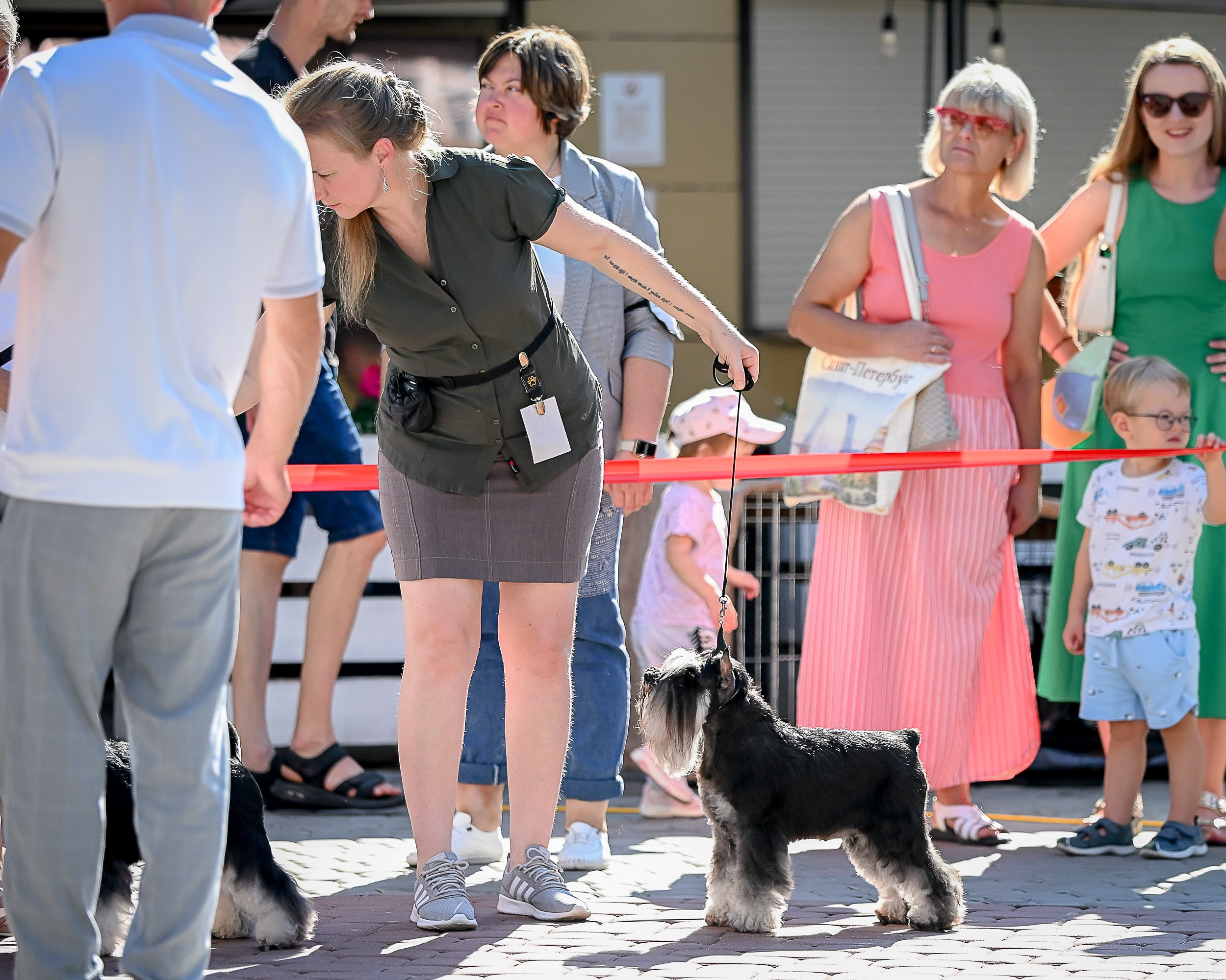 Софи/Asson Ari Vivien Marceau. Питомник цвергшнауцеров в Беларуси «Делинсо Бэлэнс»