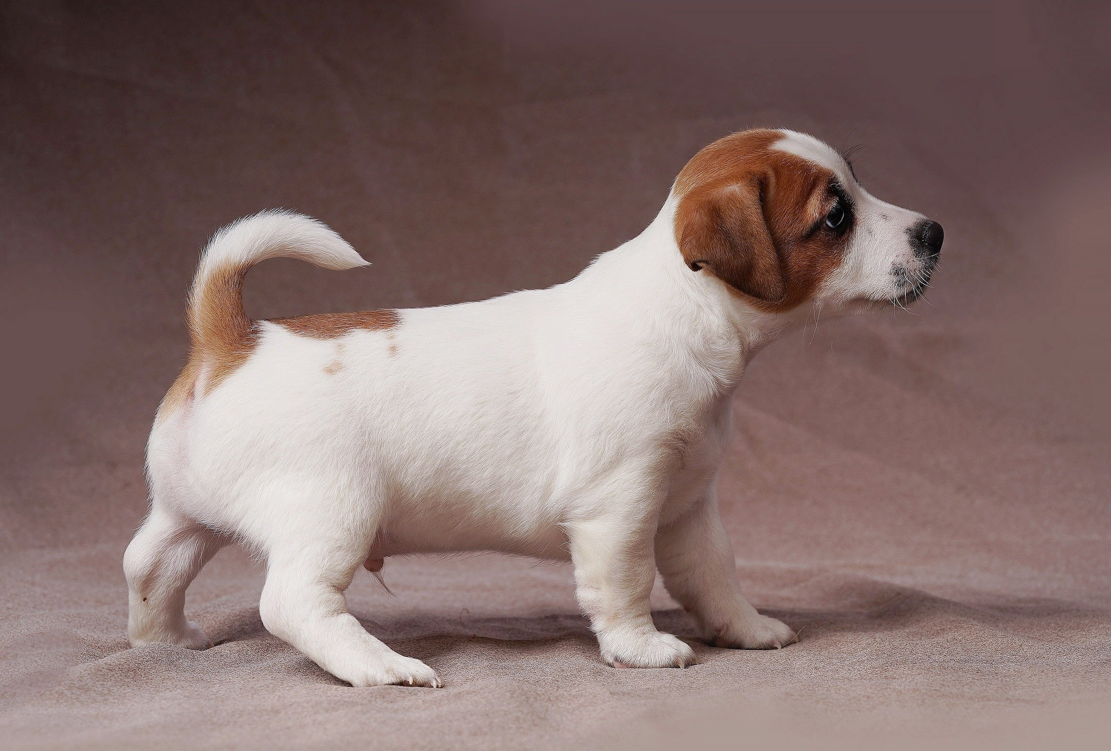 СЪЕМКА СОБАК. Спортивный фотограф Нижний Новгород