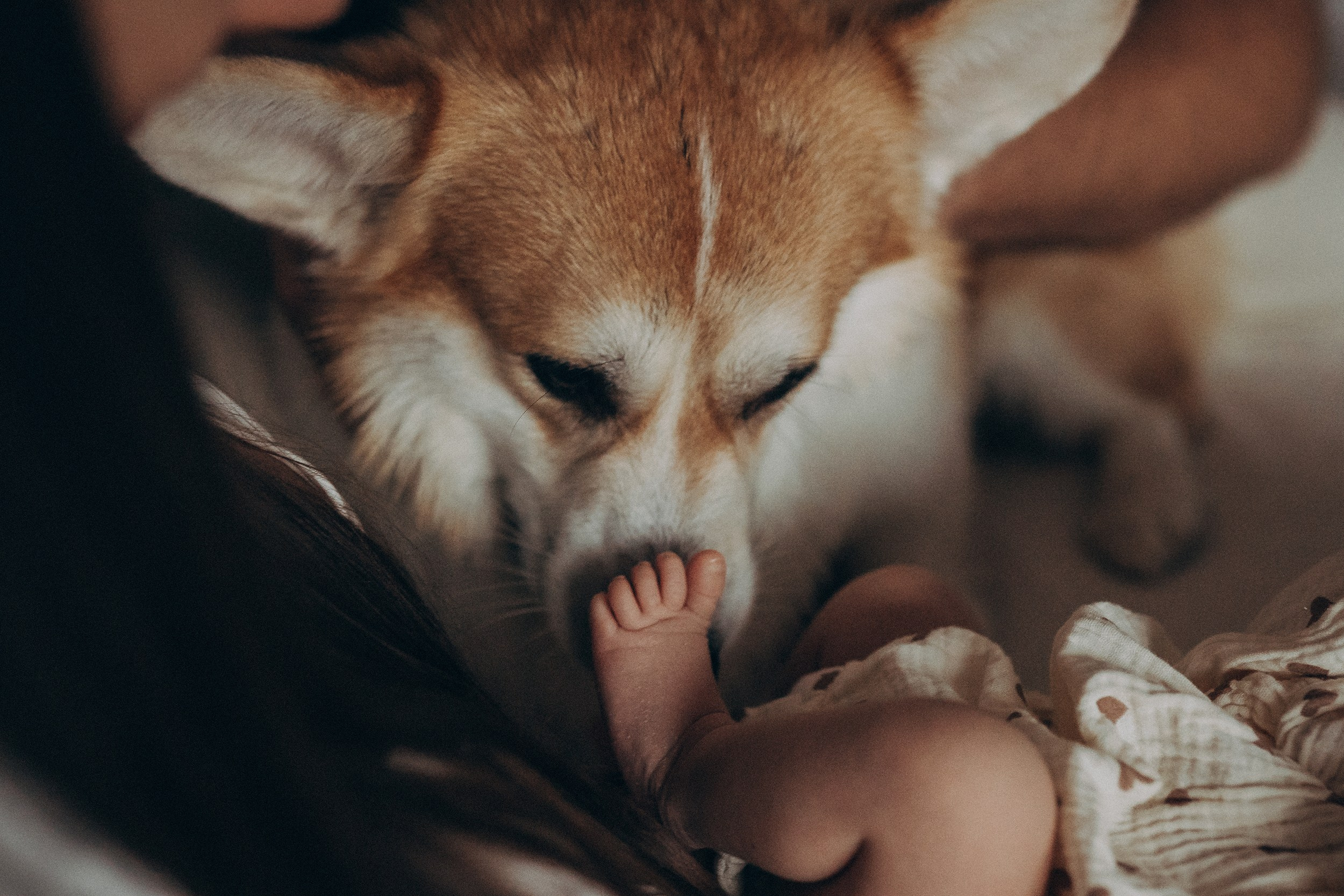 семейная фотосессия калининград , newborn калининград, домашняя фотосессия калининград, фотограф калининград, фотосессия с животными калининград