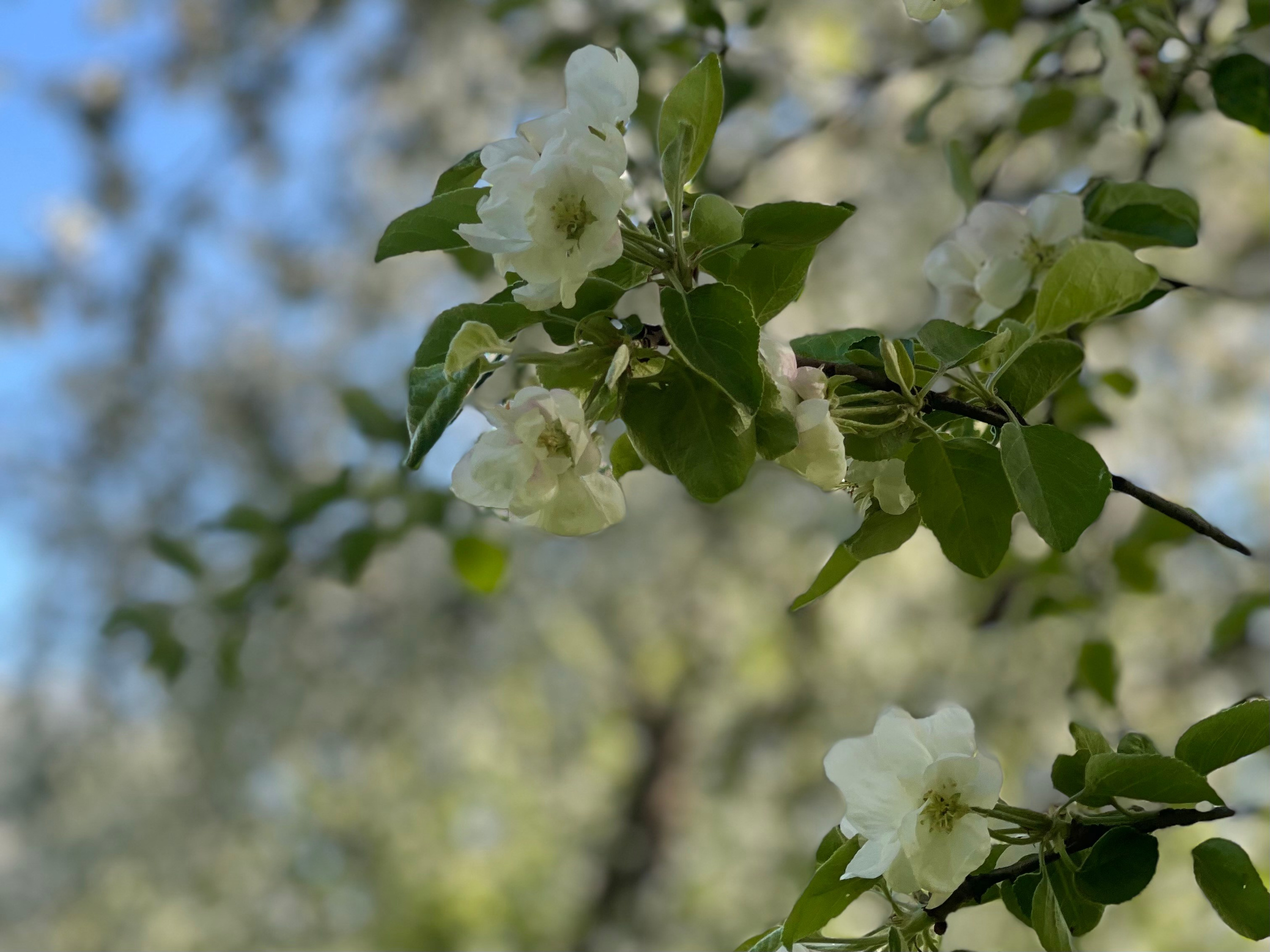 Коломенское. Экскурсовод по Москве Беляева Валентина