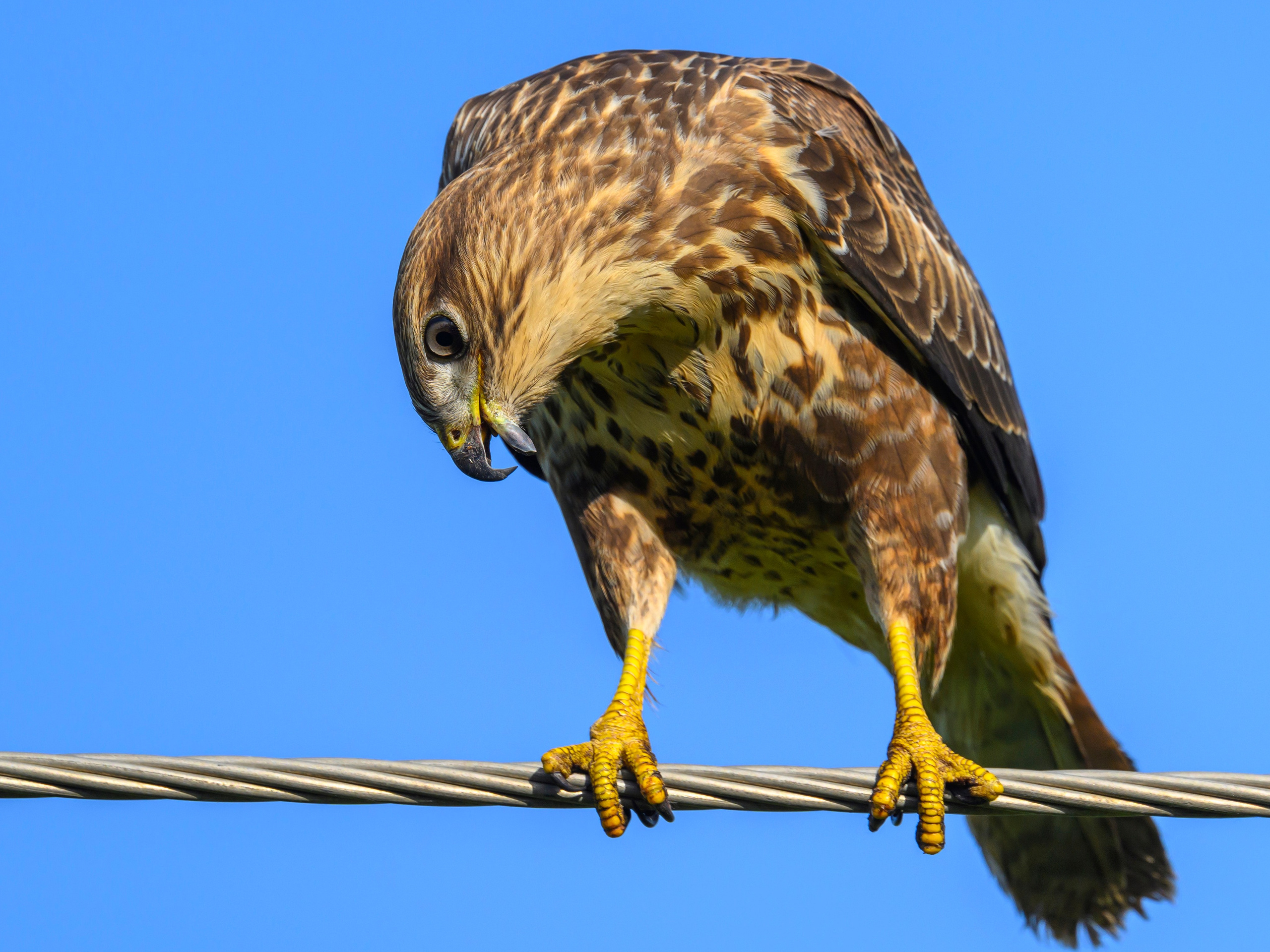 Скопа и канюк. The Osprey and the Buzzard. Фотограф Сергей Пупонин