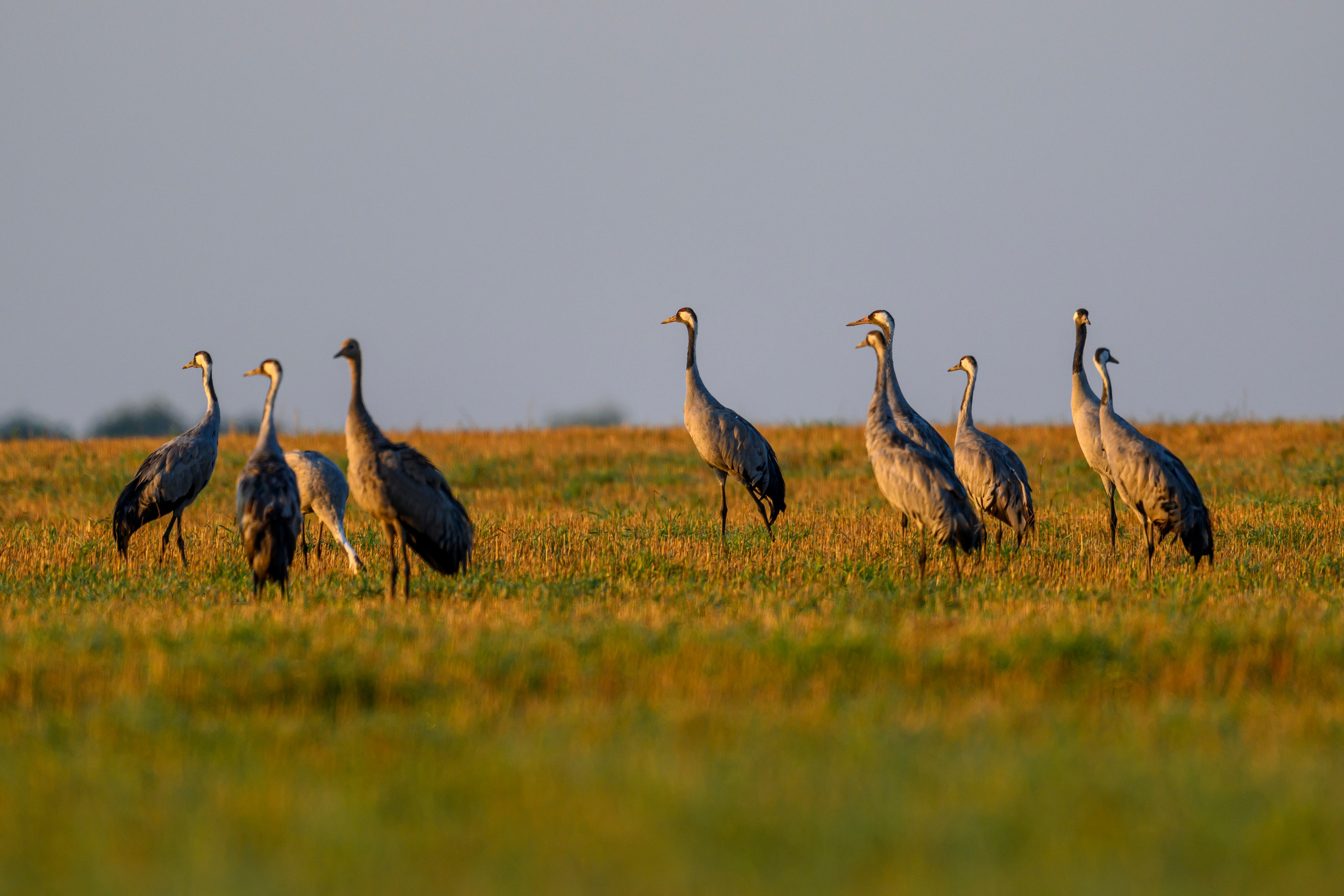 Танцы журавлей. Dances of the Cranes. Фотограф Сергей Пупонин