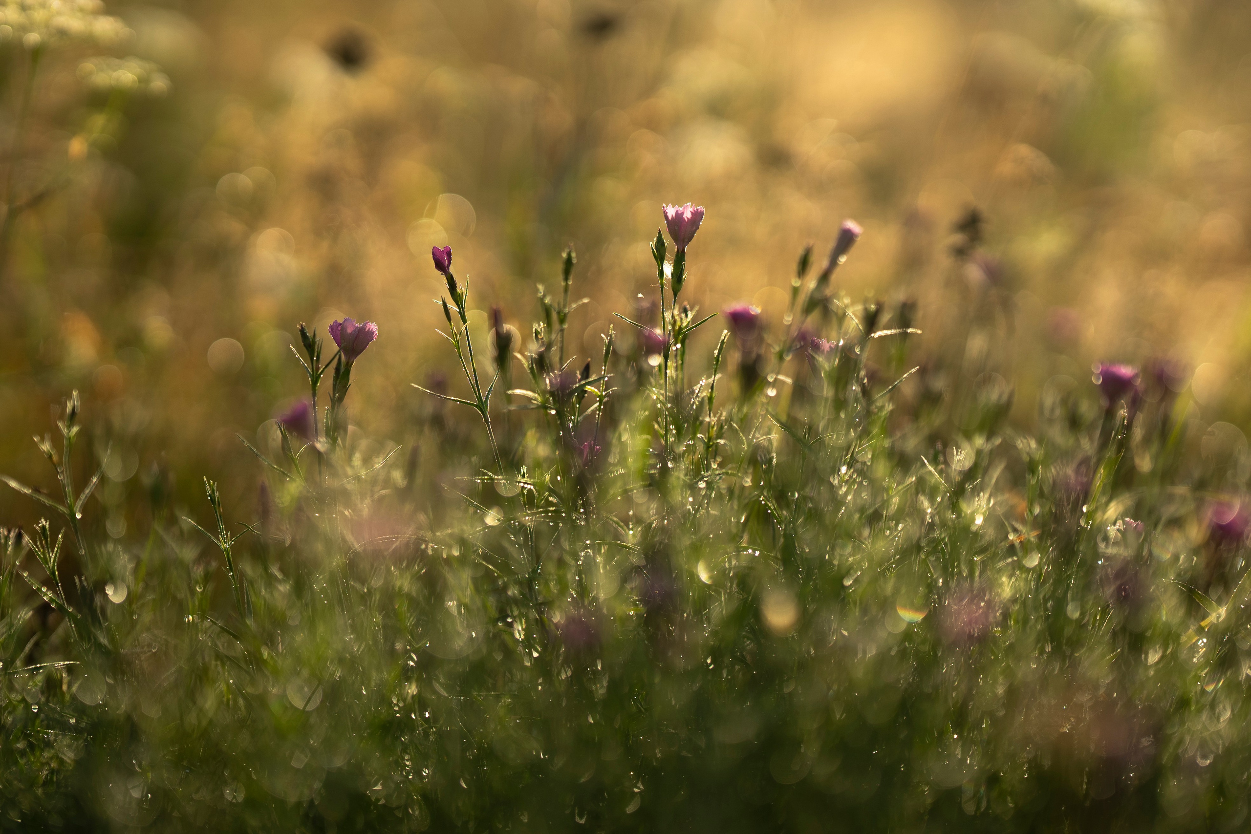Фотограф Татьяна Андриянова
