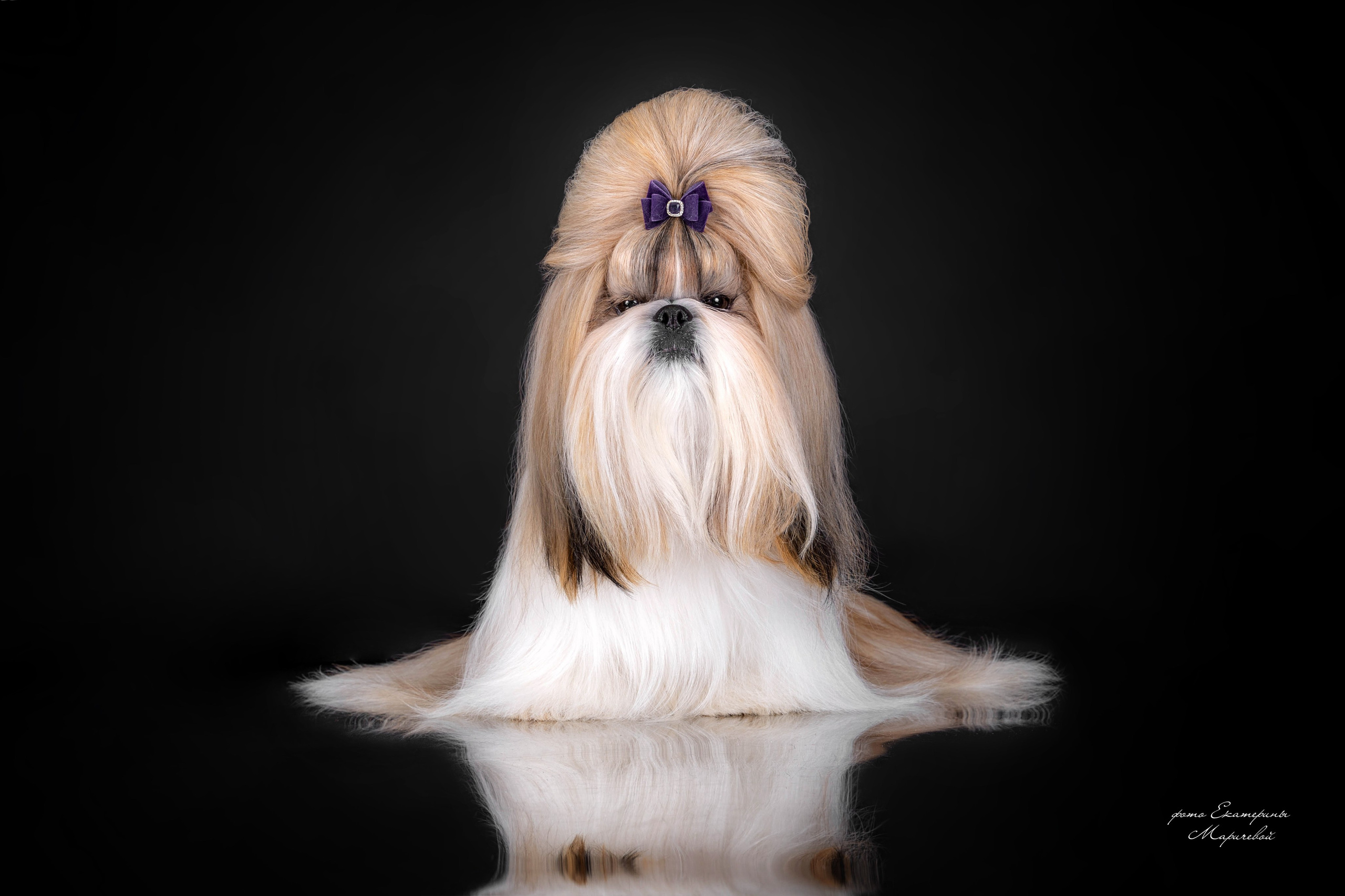 Студийная съёмка на моей территории. Фотограф-анималист в Омске Екатерина Маричева