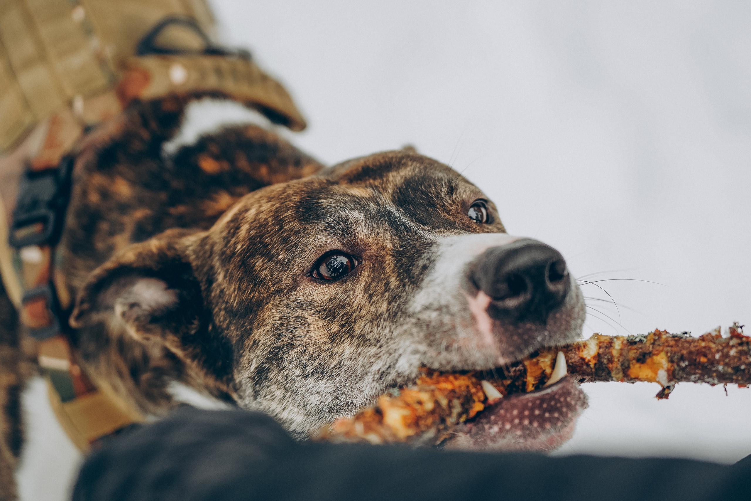Гарм и Юна. Фотограф анималист в Спб недорого Олеся Майорова