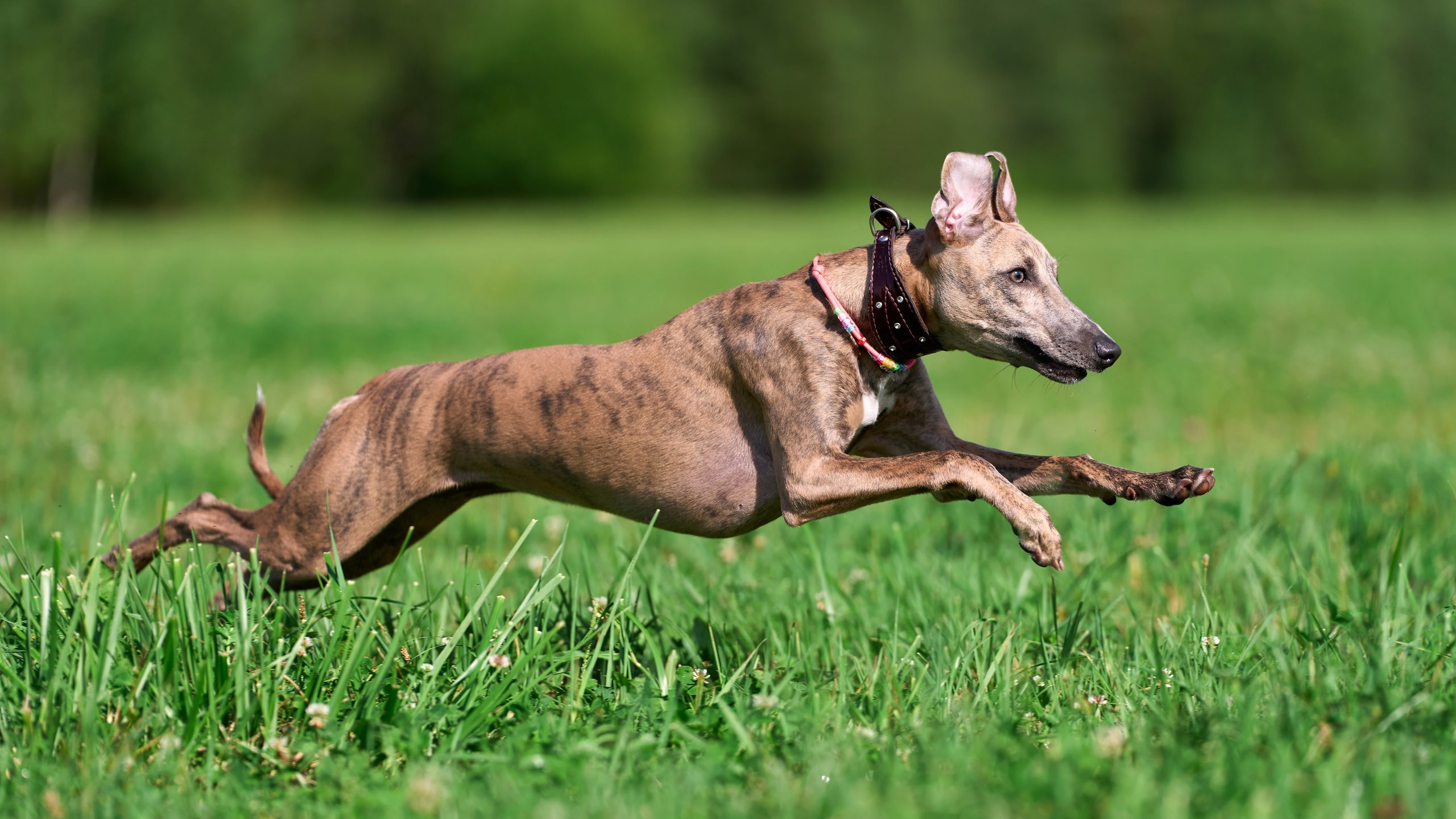 Тренировка в Донино. Фотограф-анималист Михаил Манухин