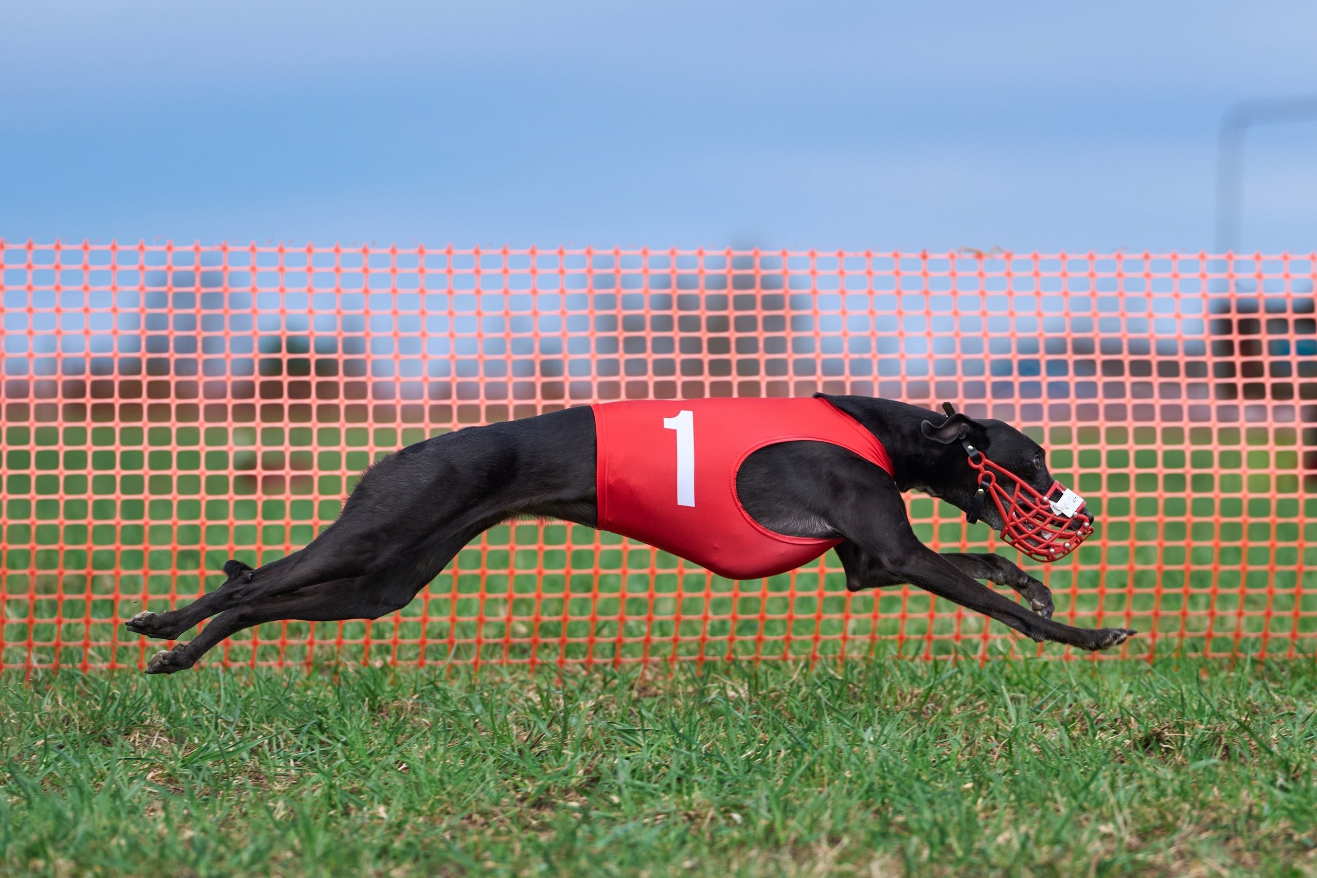 Квалификация по рейсингу. Фотограф-анималист Михаил Манухин