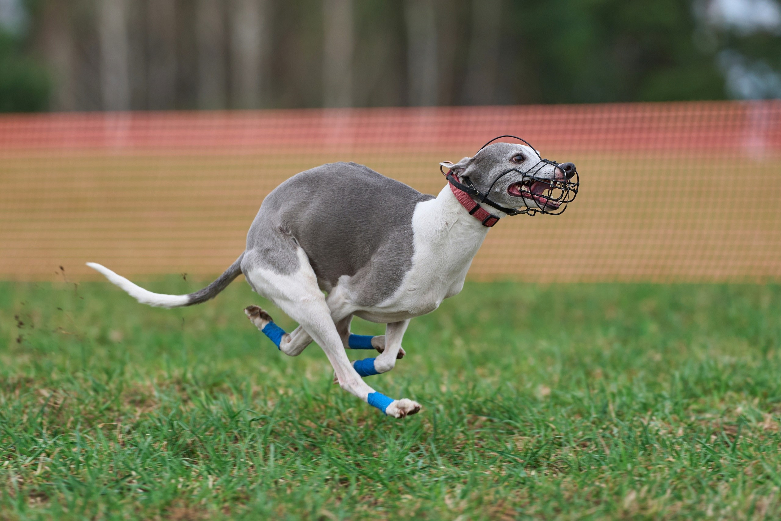 Квалификация по рейсингу. Фотограф-анималист Михаил Манухин