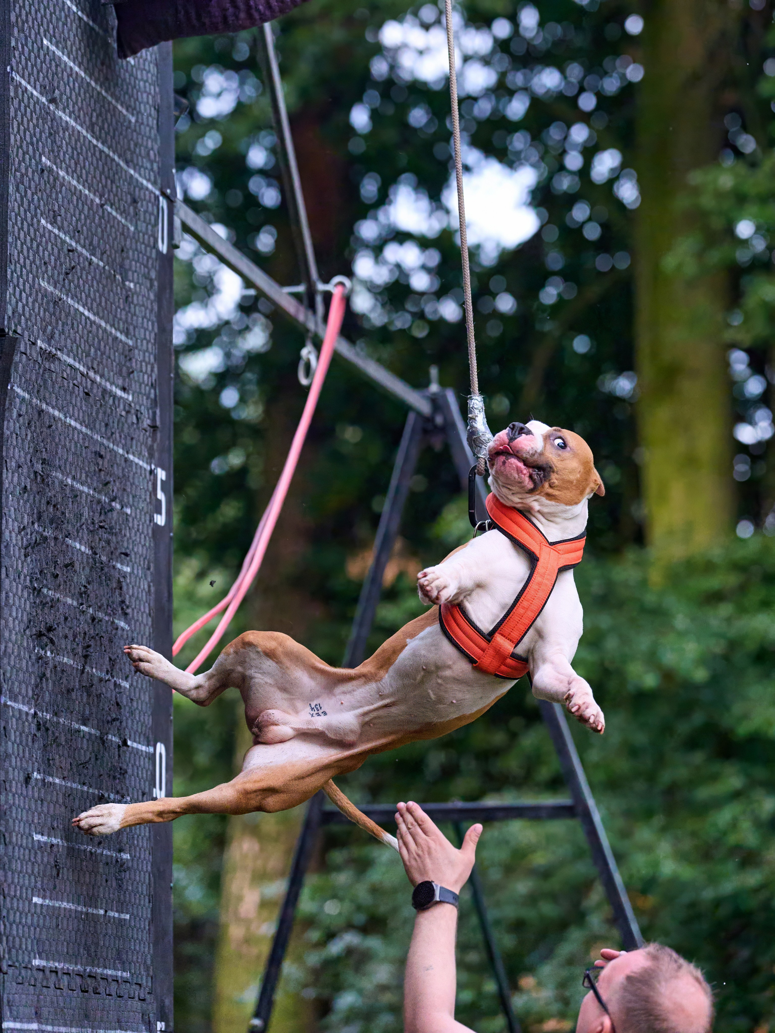 Jump'n'Gym JUMP! — 2024. Фотограф-анималист Михаил Манухин