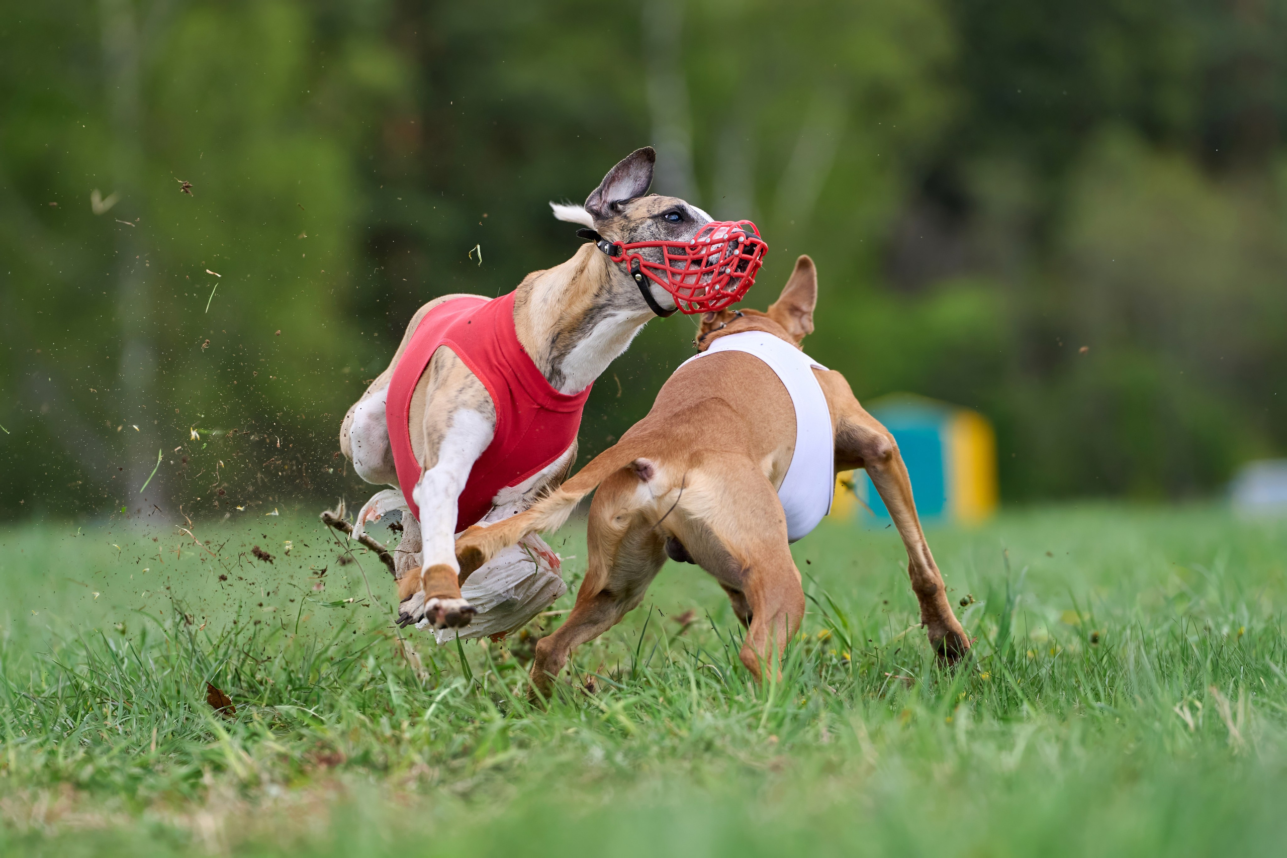 ПЧРКФ по курсингу. Фотограф-анималист Михаил Манухин