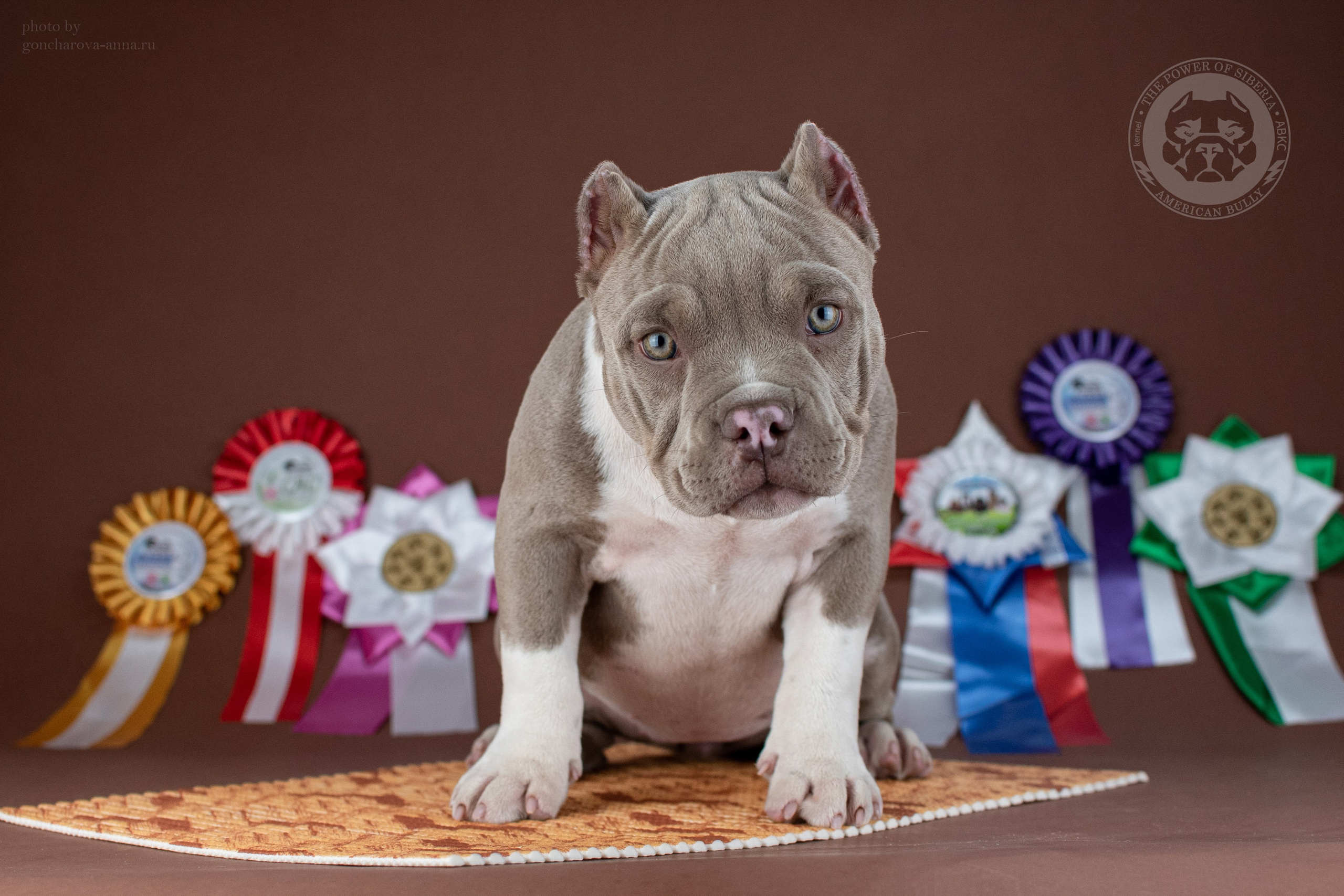купить щенка Американский булли в Питере