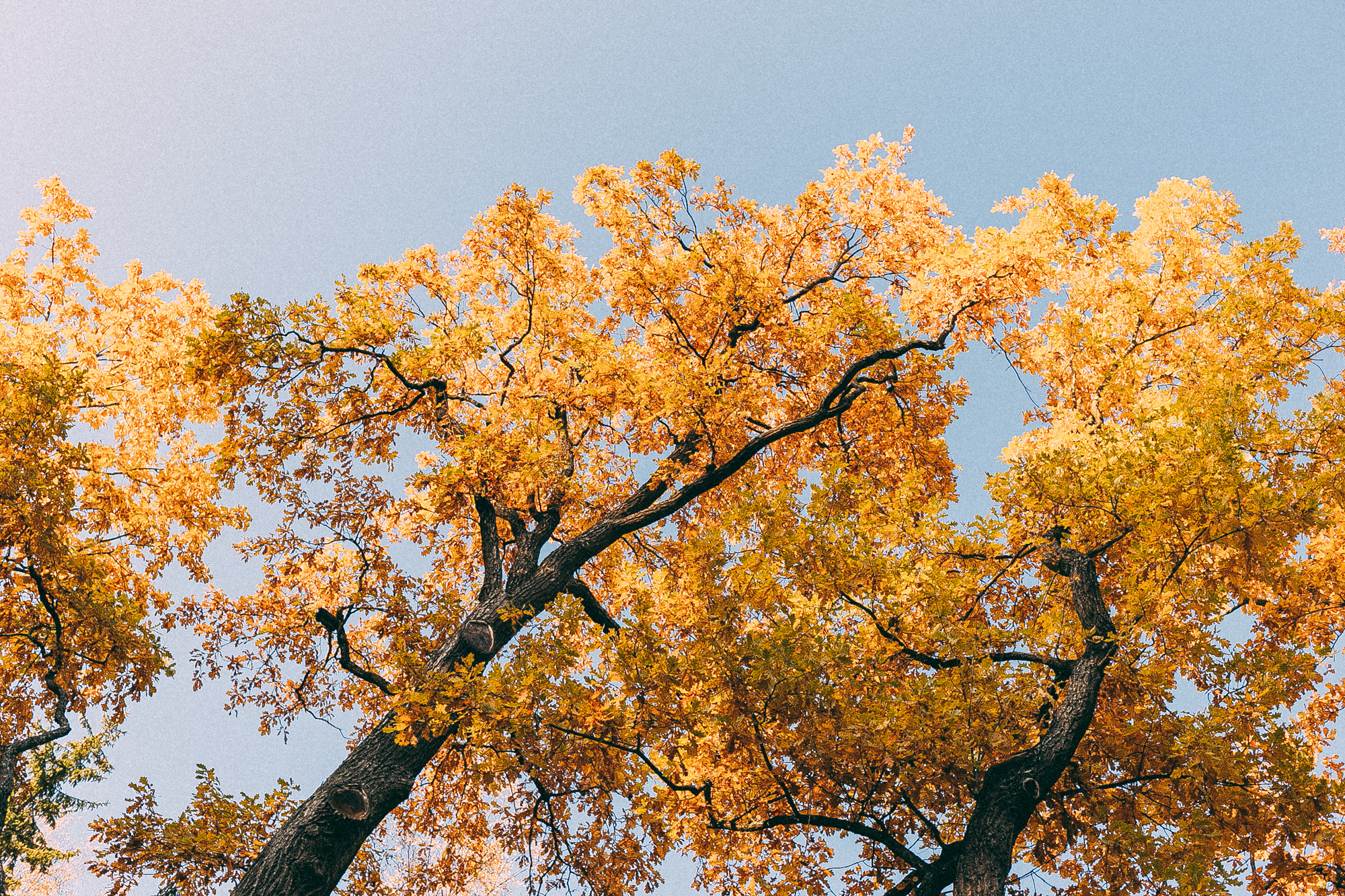 Пушкин. Даша Яковенко Фотограф Спб