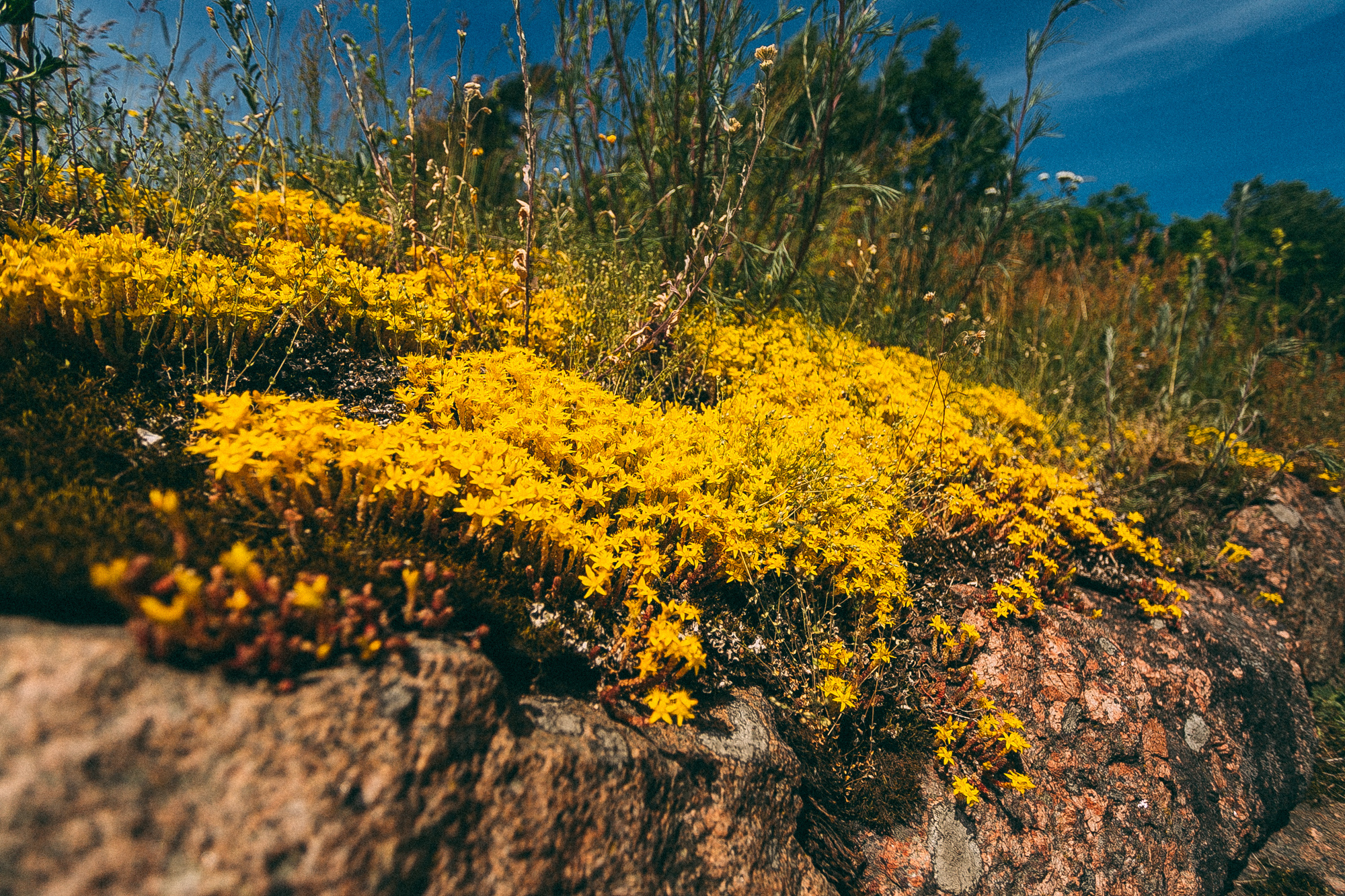 Выборг. Даша Яковенко Фотограф Спб