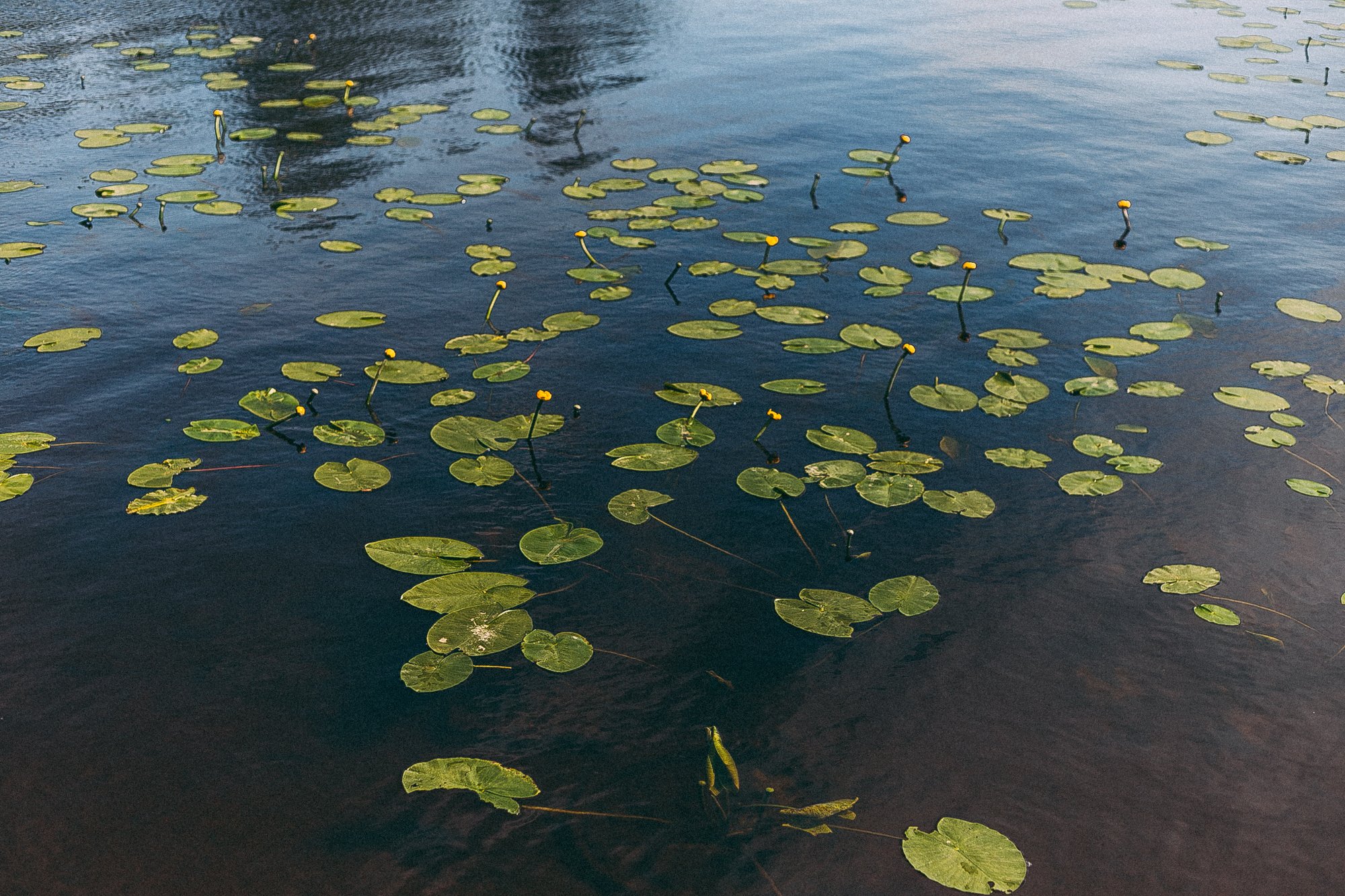Выборг. Даша Яковенко Фотограф Спб