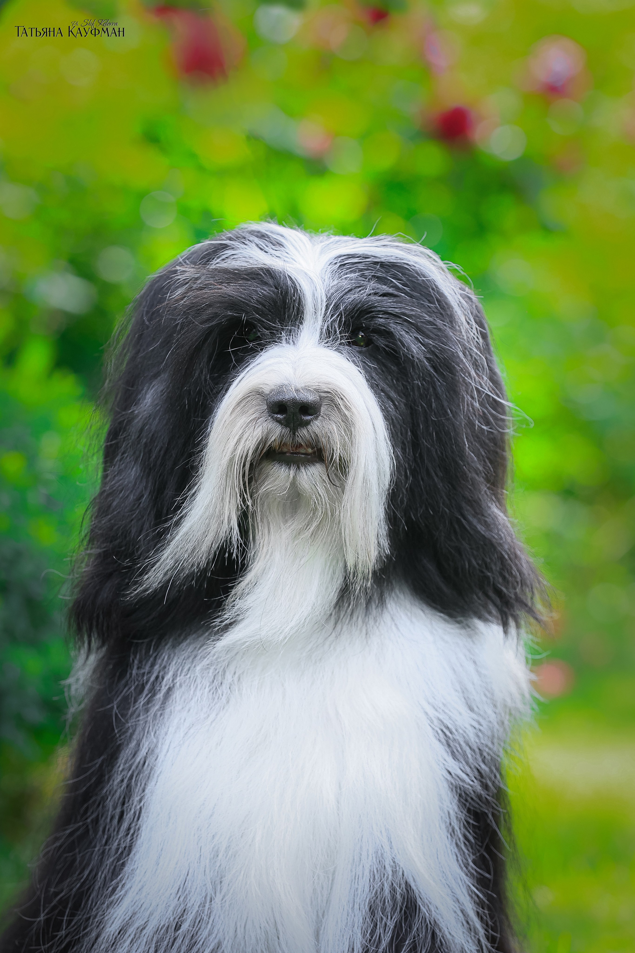 Тибетские терьеры. Фотограф Анималист из Новосибирска Татьяна Кауфман