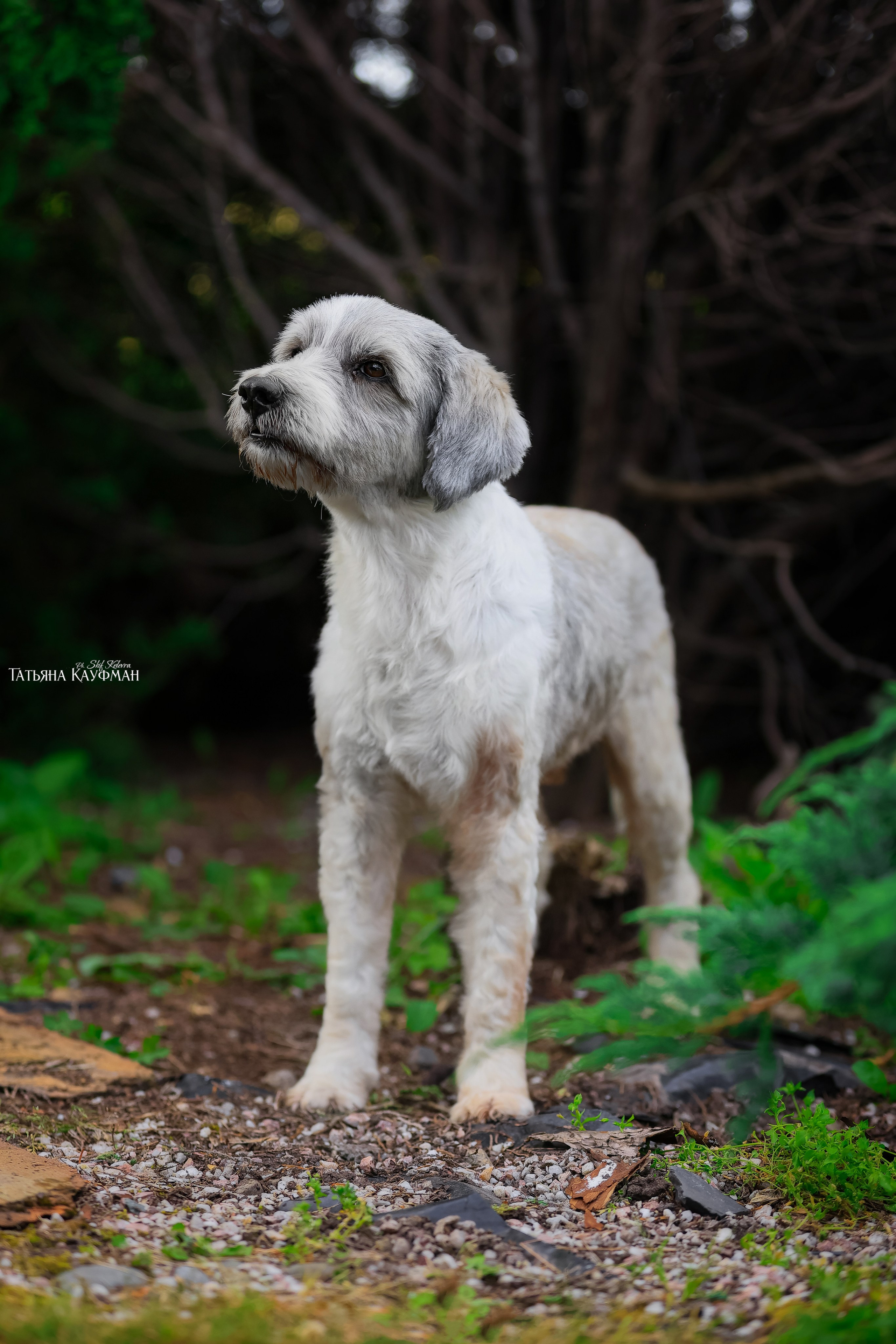 Тибетские терьеры. Фотограф Анималист из Новосибирска Татьяна Кауфман