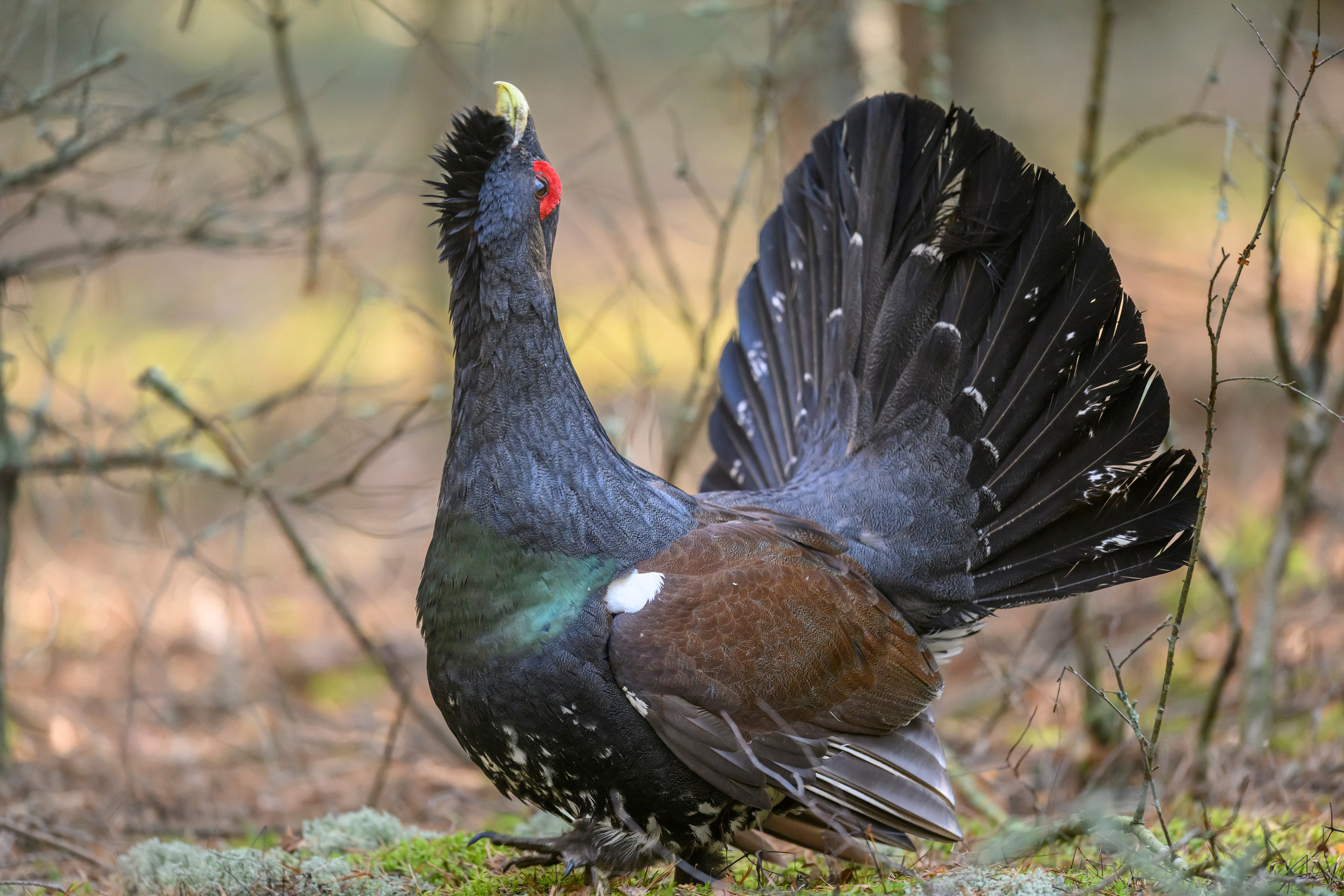 Глухарь / Wood grouse. Фотограф Сергей Пупонин