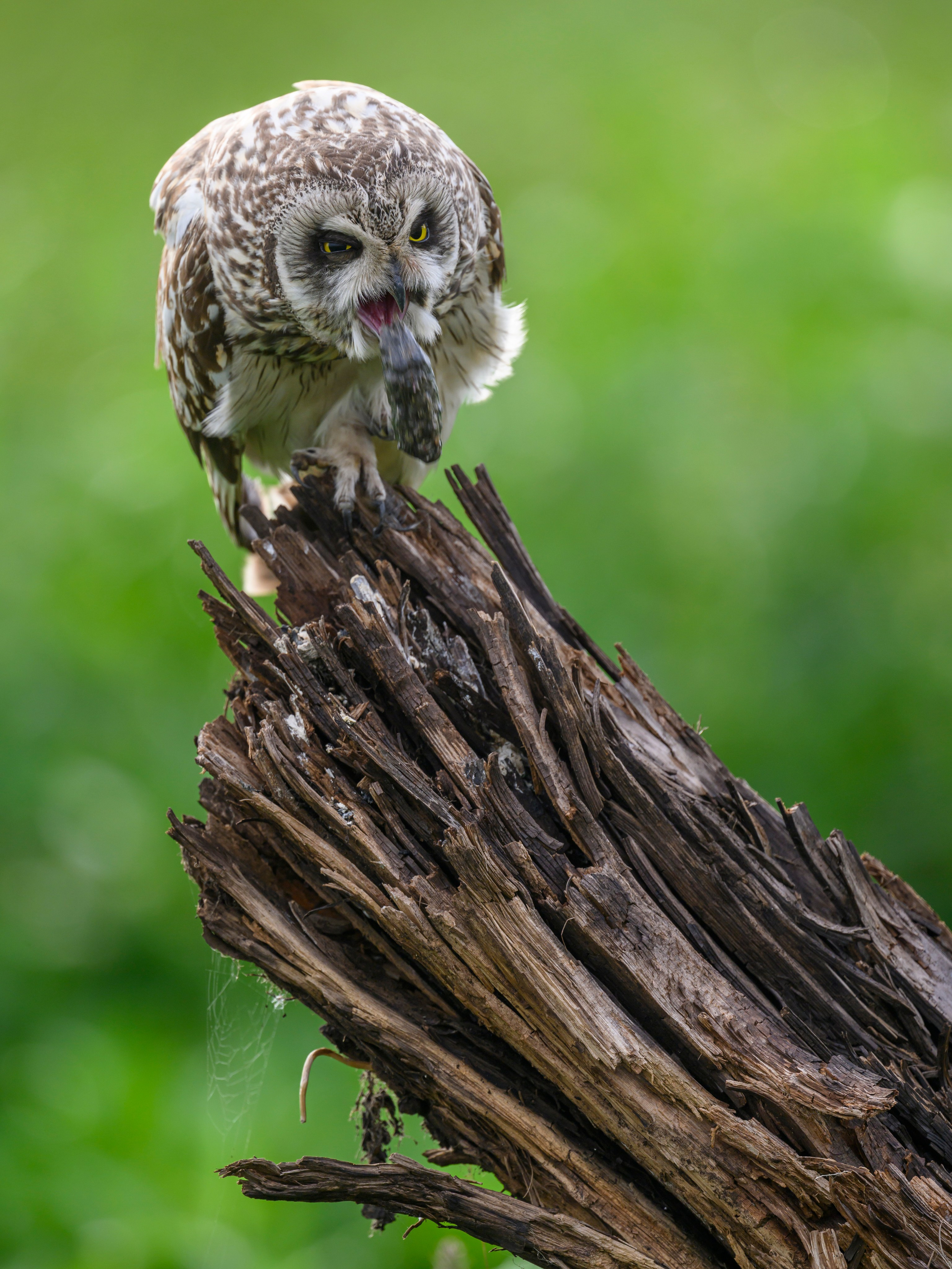 Мэрилин Монро | Marilyn Monroe. Фотограф Сергей Пупонин